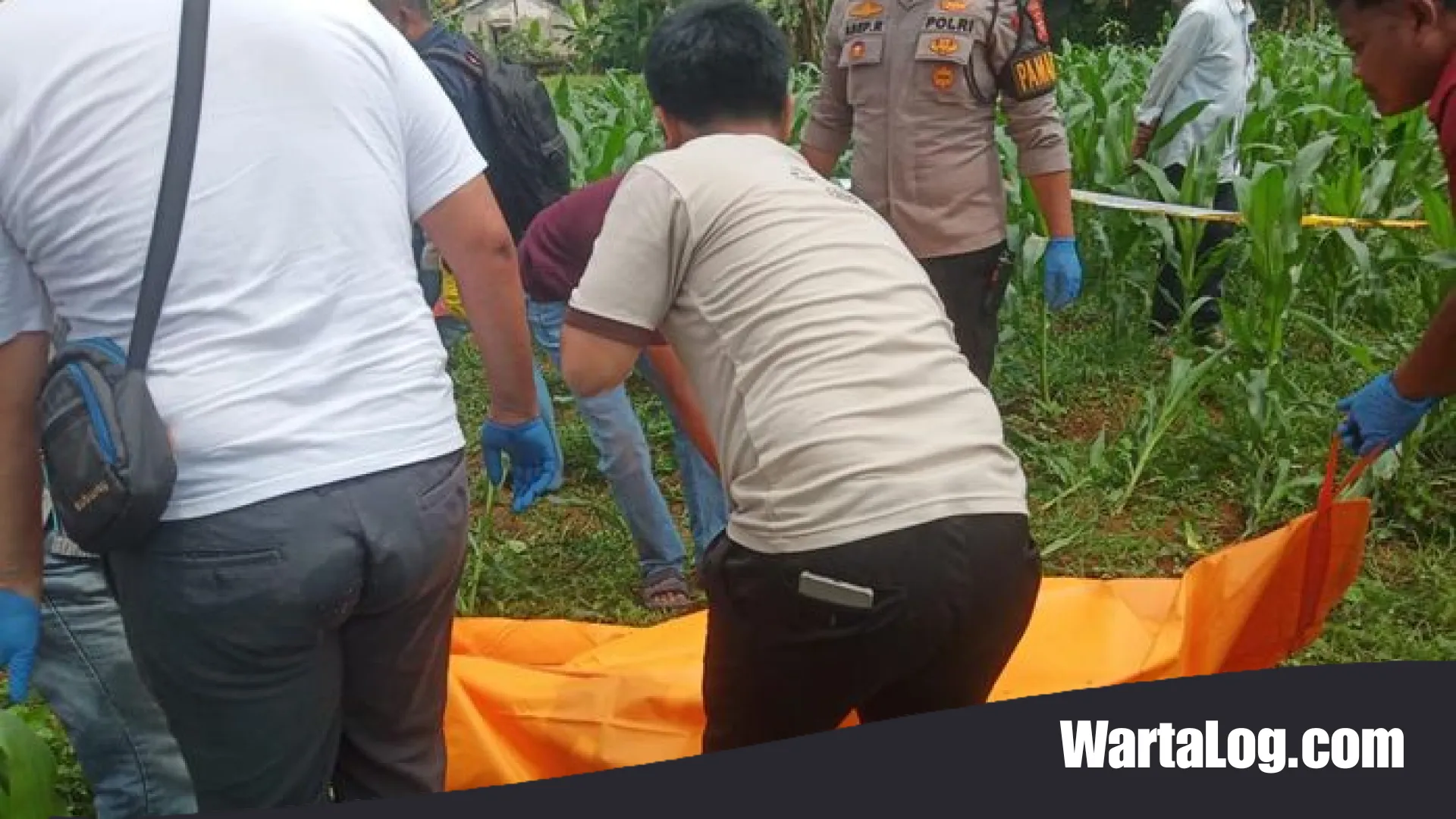 Misteri Jasad Pria Genggam Pisau di Kebun Jagung Bogor, Polisi Buru Identitas Korban