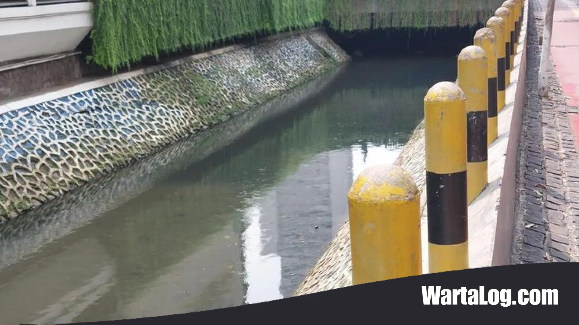Wajah Baru Kali Cideng Setelah Pembersihan Masif: Ikan Sapu-Sapu Masih Menampakkan Diri