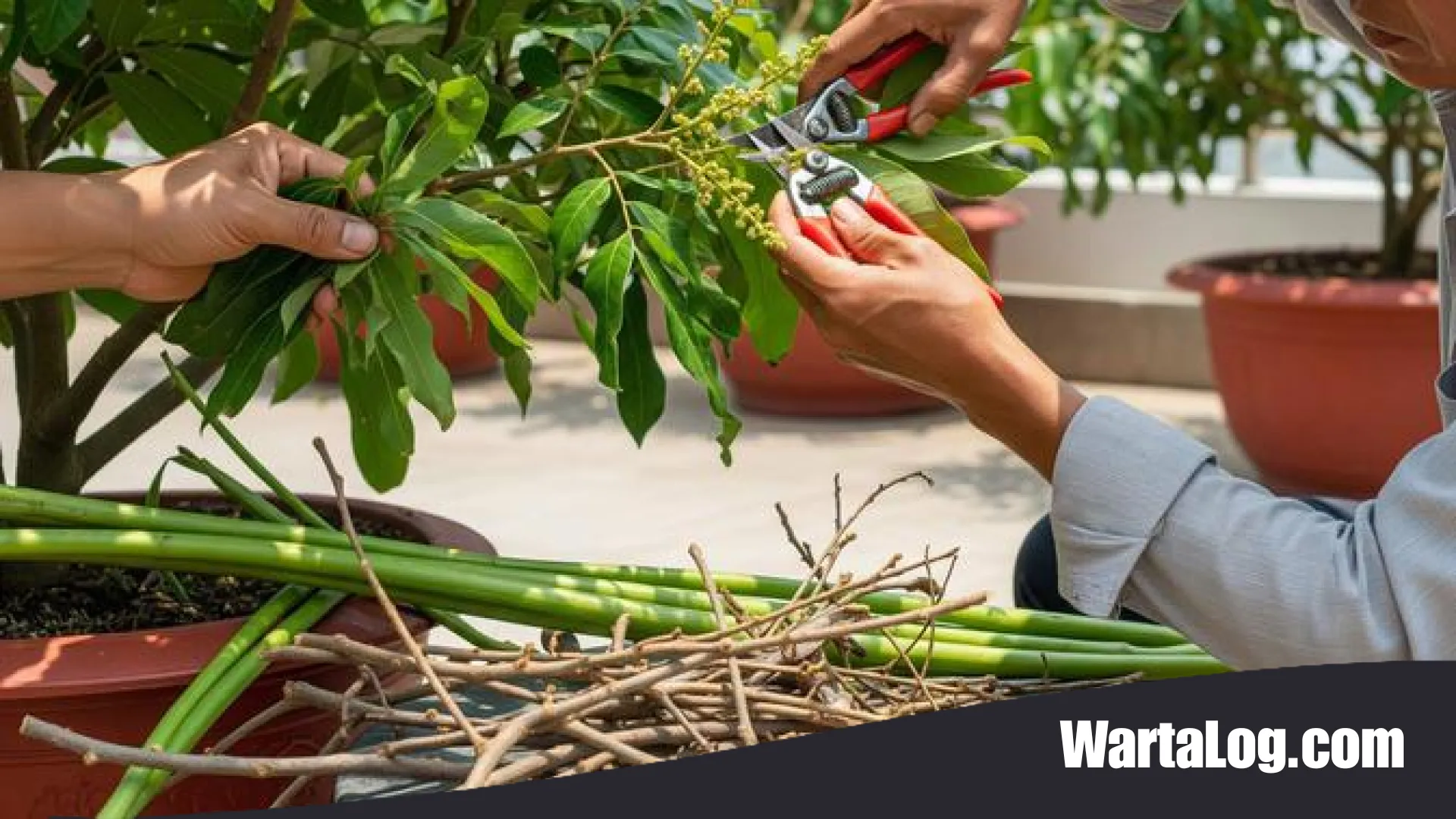 Teknik Pruning Kelengkeng: Cara Rahasia Agar Pohon Cepat Berbuah dan Rindang