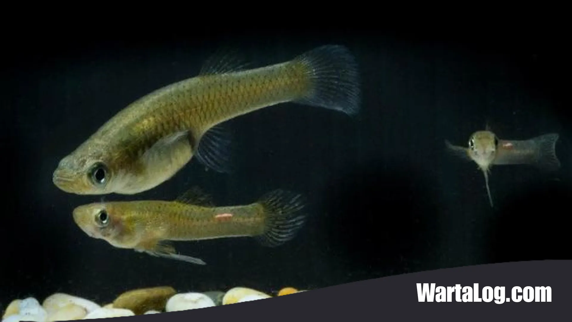Strategi Bisnis Ikan Cere: Modal Gratis dari Sungai, Untung Berlipat Ganda