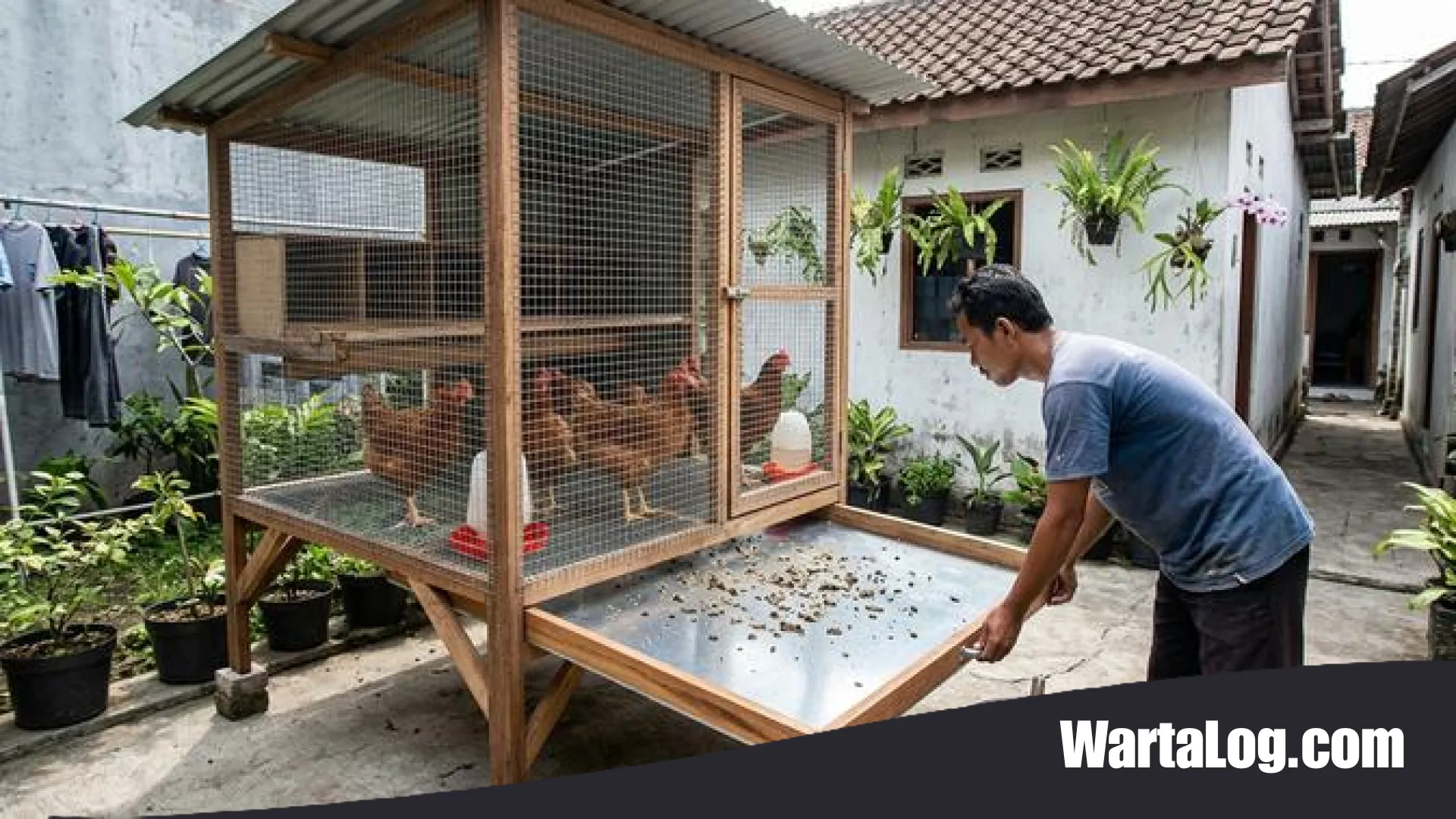 7 Ide Kandang Ayam Kreatif untuk Pemula: Solusi Praktis, Bebas Bau, dan Mudah Dibersihkan Setiap Hari