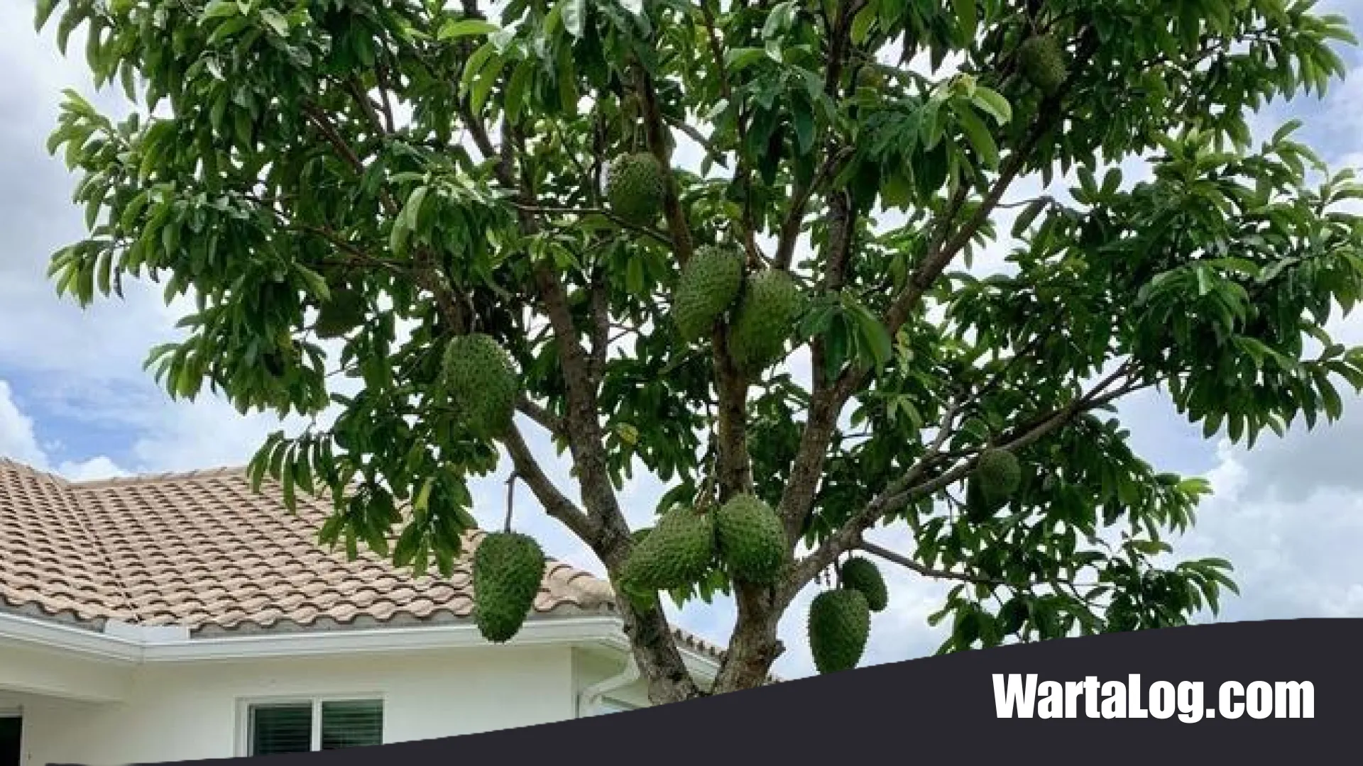 Rahasia Sukses Budidaya Sirsak: 9 Trik Jitu Agar Pohon Berbuah Lebat dan Manis Tanpa Gagal