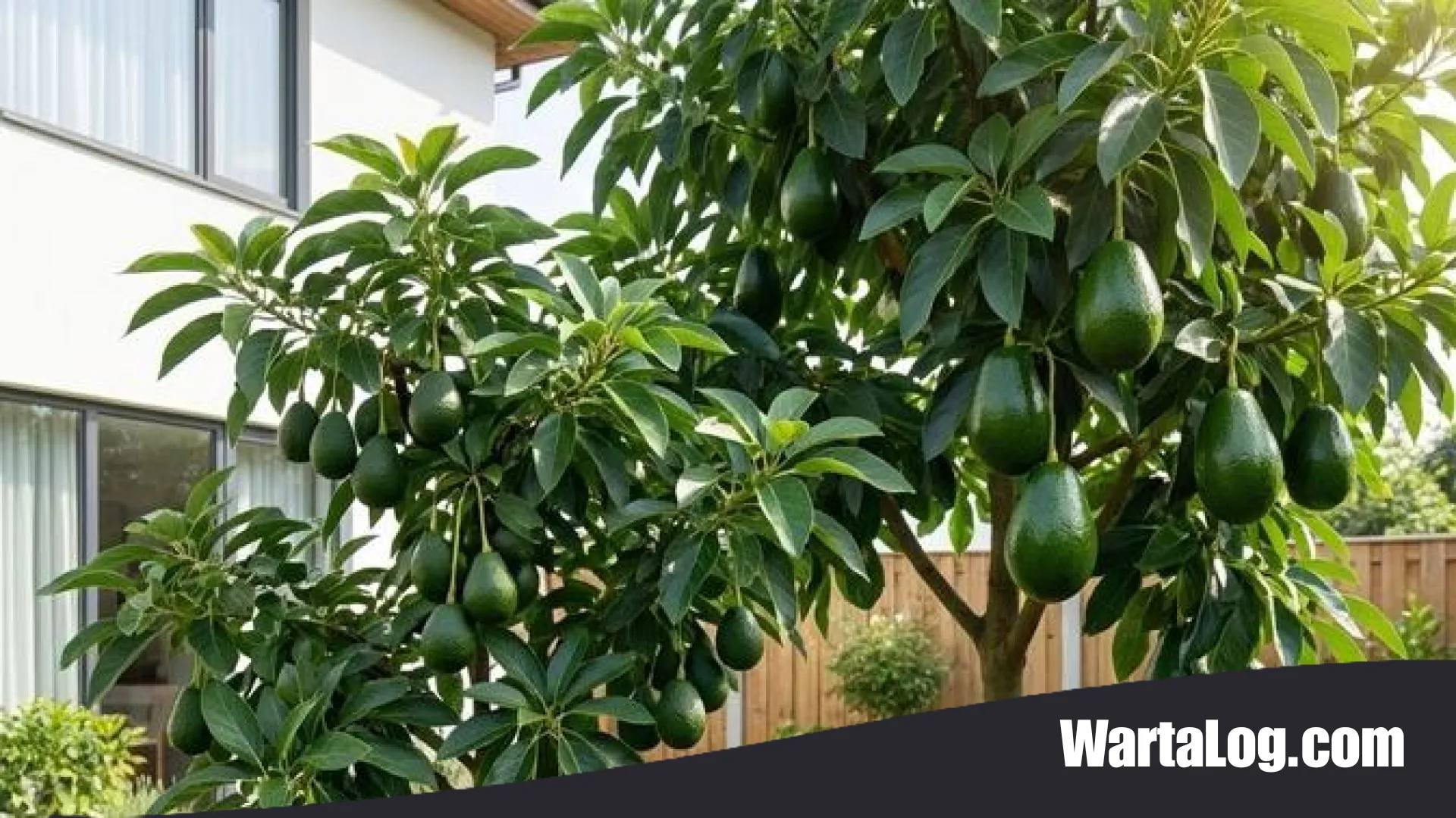 5 Jenis Pohon Alpukat Paling Tahan Ulat: Pilihan Cerdas untuk Kebun Rumahan yang Produktif