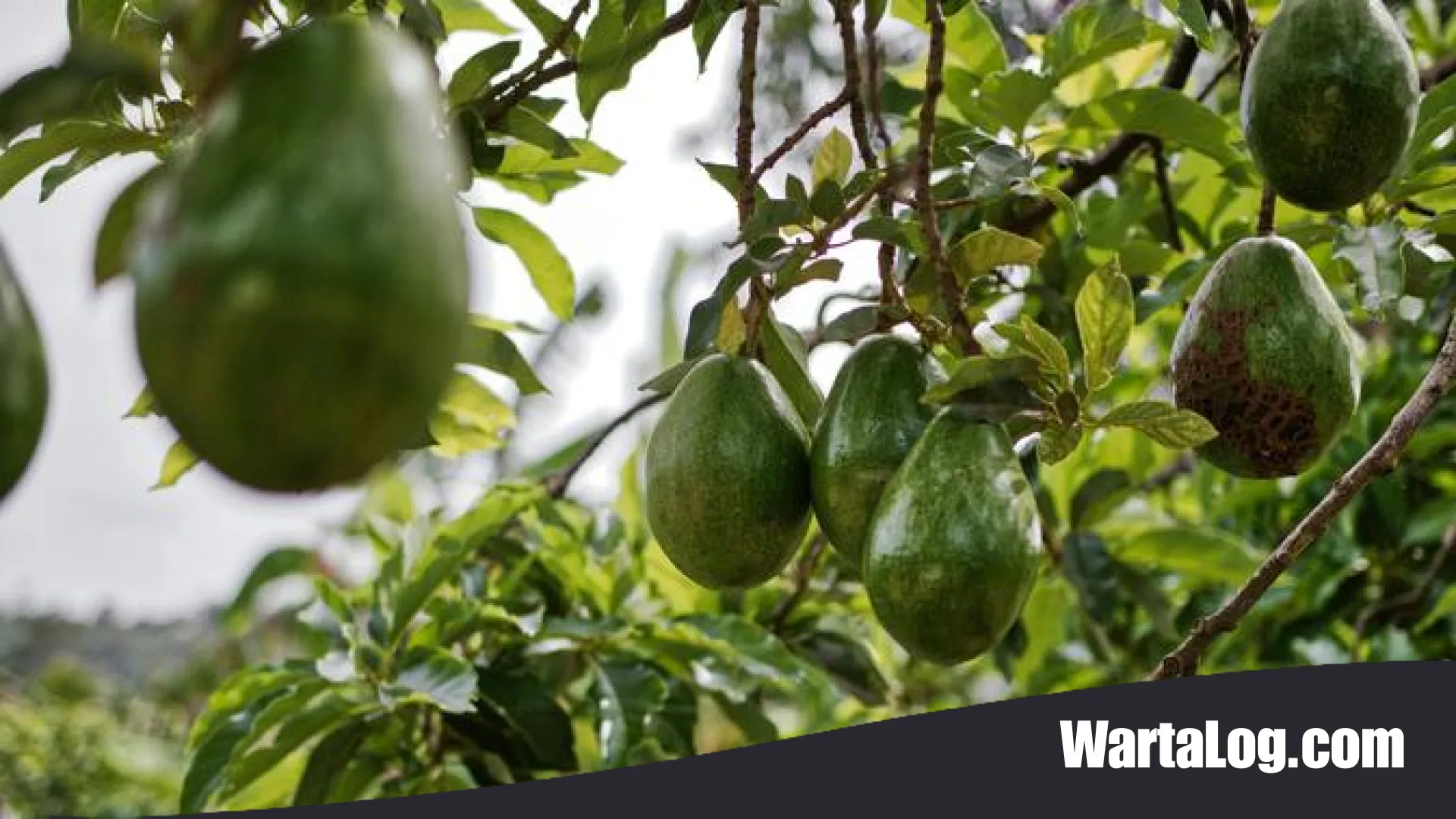 Rahasia Budidaya Alpukat Agar Berbuah Lebat dan Jumbo: Panduan Lengkap untuk Hasil Panen Maksimal