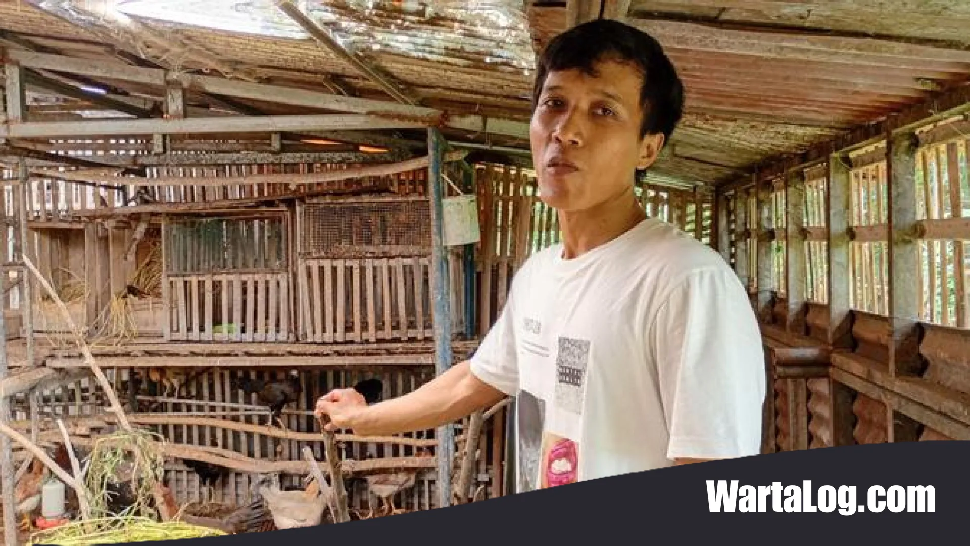 Menjawab Darurat Sampah Lewat Kandang: Kisah Muji Purwanto Ubah Limbah Jadi Telur Emas