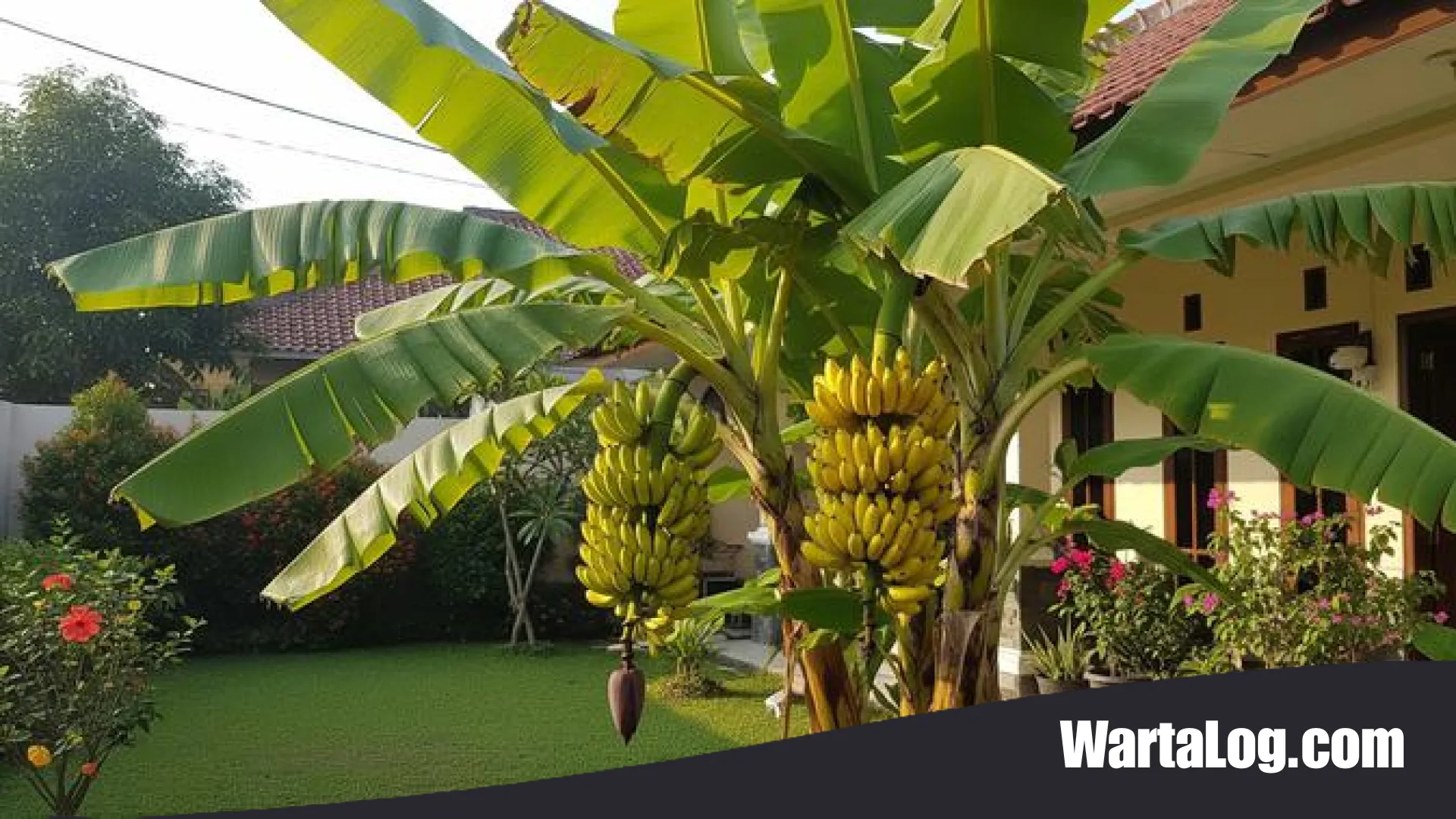 Pohon Pisang Pendek Berbuah Besar: Panduan Lengkap Varietas Unggul untuk Lahan Sempit