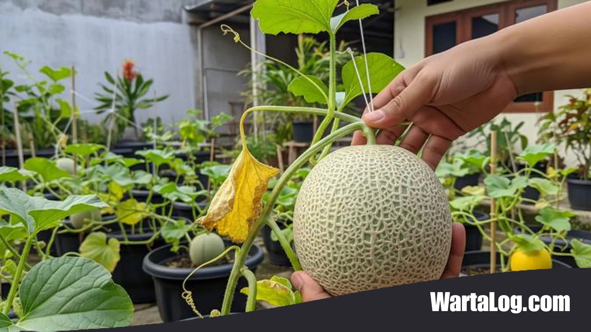 Rahasia Sukses Budidaya Melon di Pot: Panduan Lengkap Menanam Buah Premium di Halaman Sempit