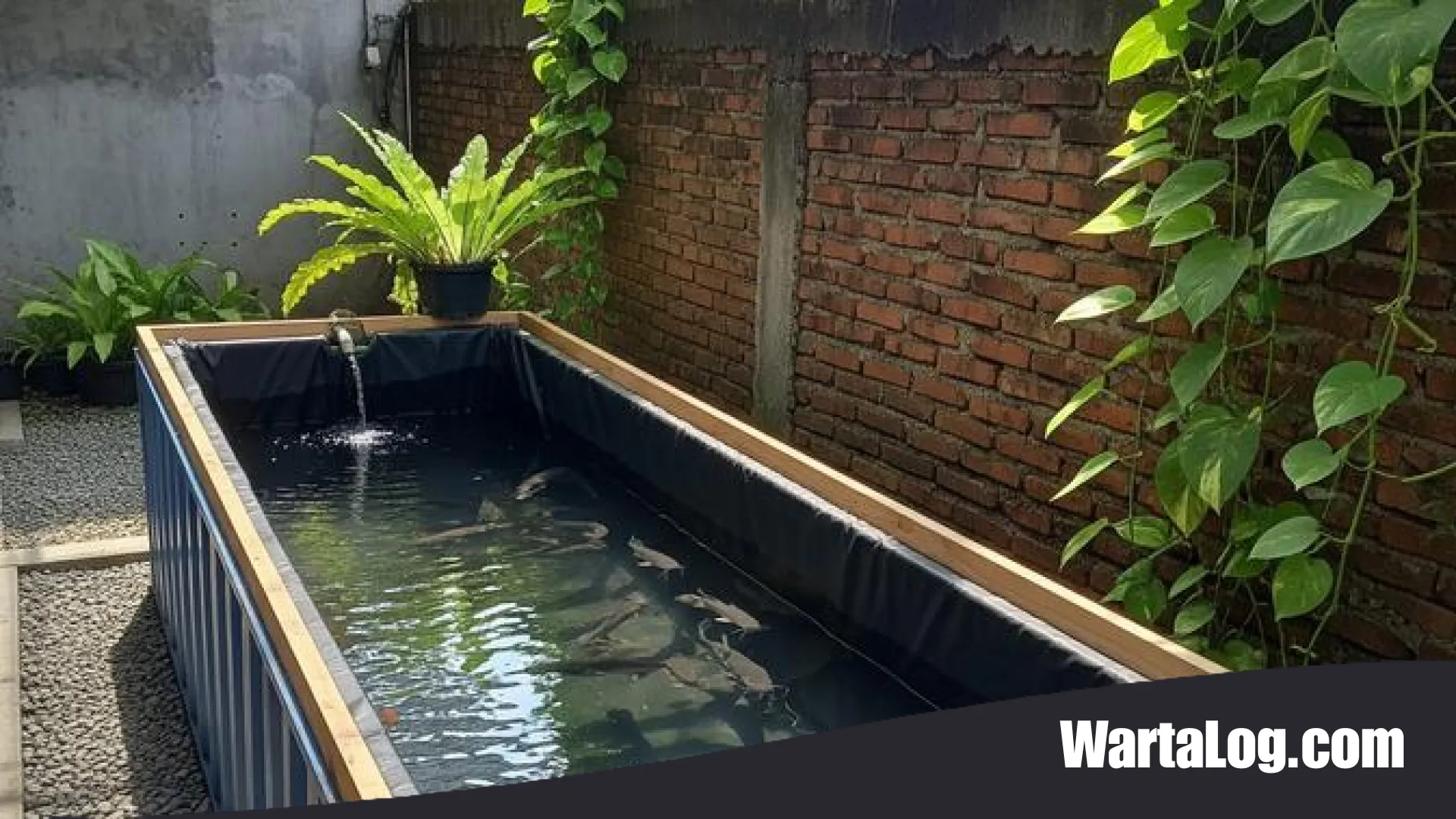 9 Model Kolam Ikan Lele di Halaman Sempit Tanpa Gali Tanah: Solusi Cerdas Urban Farming Modern