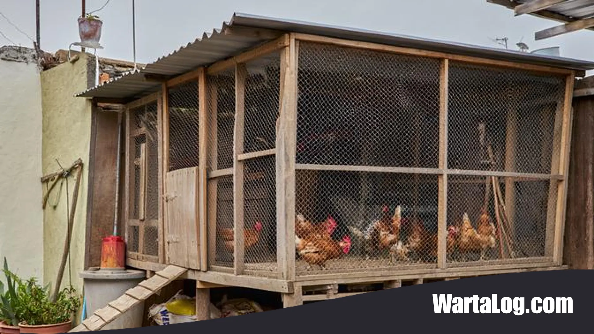 Strategi Jitu Menentukan Arah Kandang Ayam: Kunci Utama Ternak Bebas Stres dan Tumbuh Maksimal