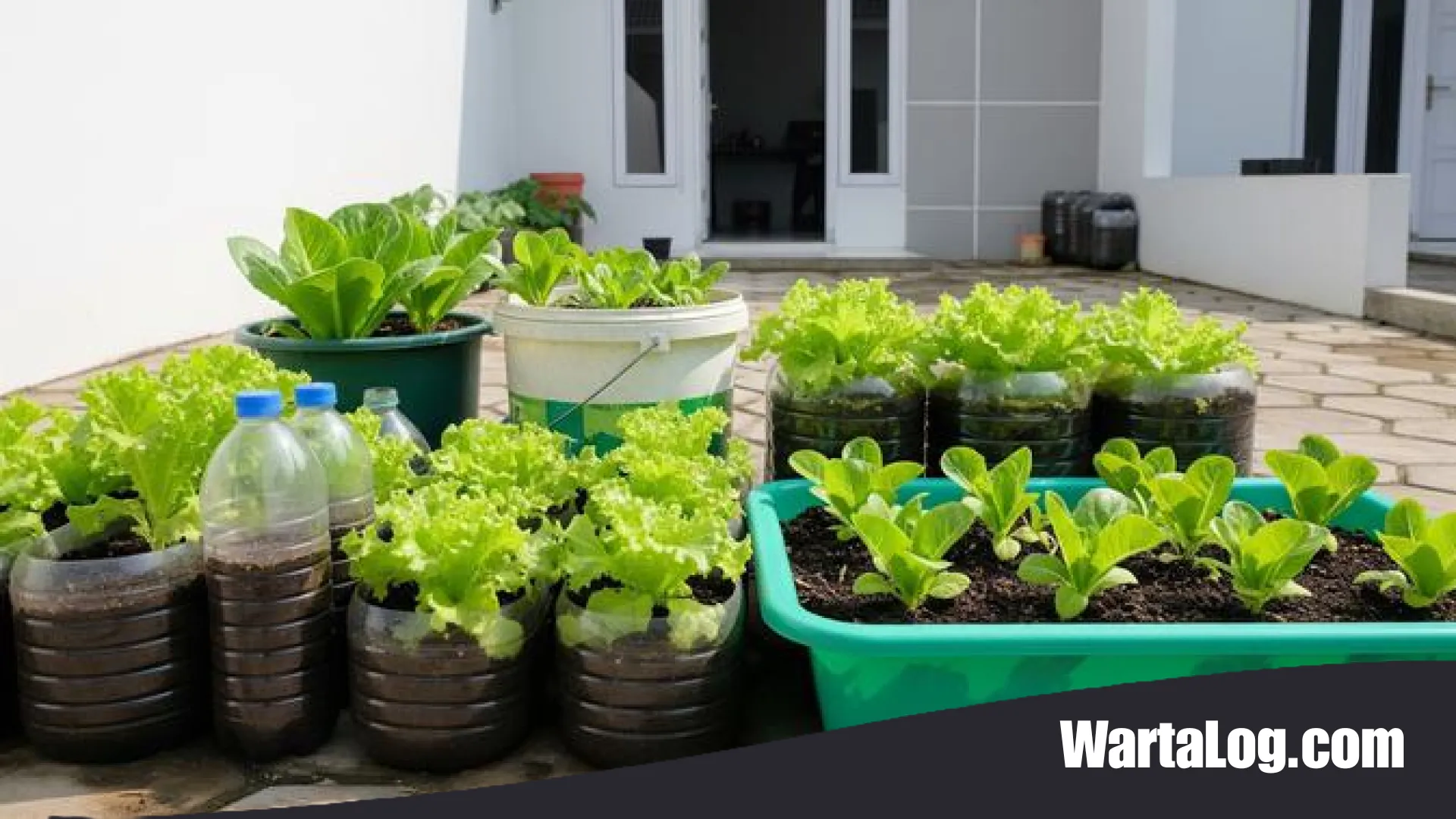 Menanam Selada Organik di Wadah Bekas: Panduan Lengkap Berkebun di Rumah Tanpa Pupuk Kimia
