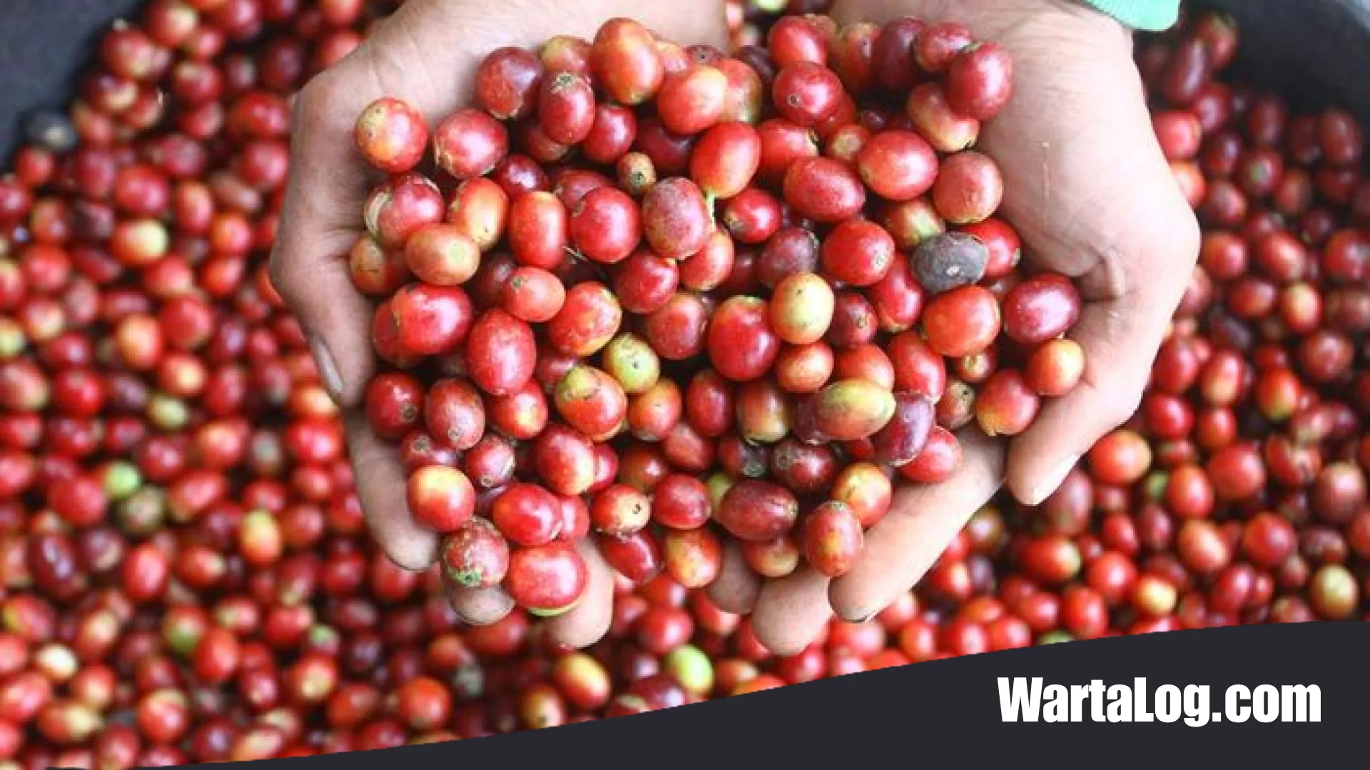 Harapan Baru Petani Gayo: Pemerintah Kucurkan Dana Rp 40 Miliar demi Pulihkan Napas Industri Kopi Aceh