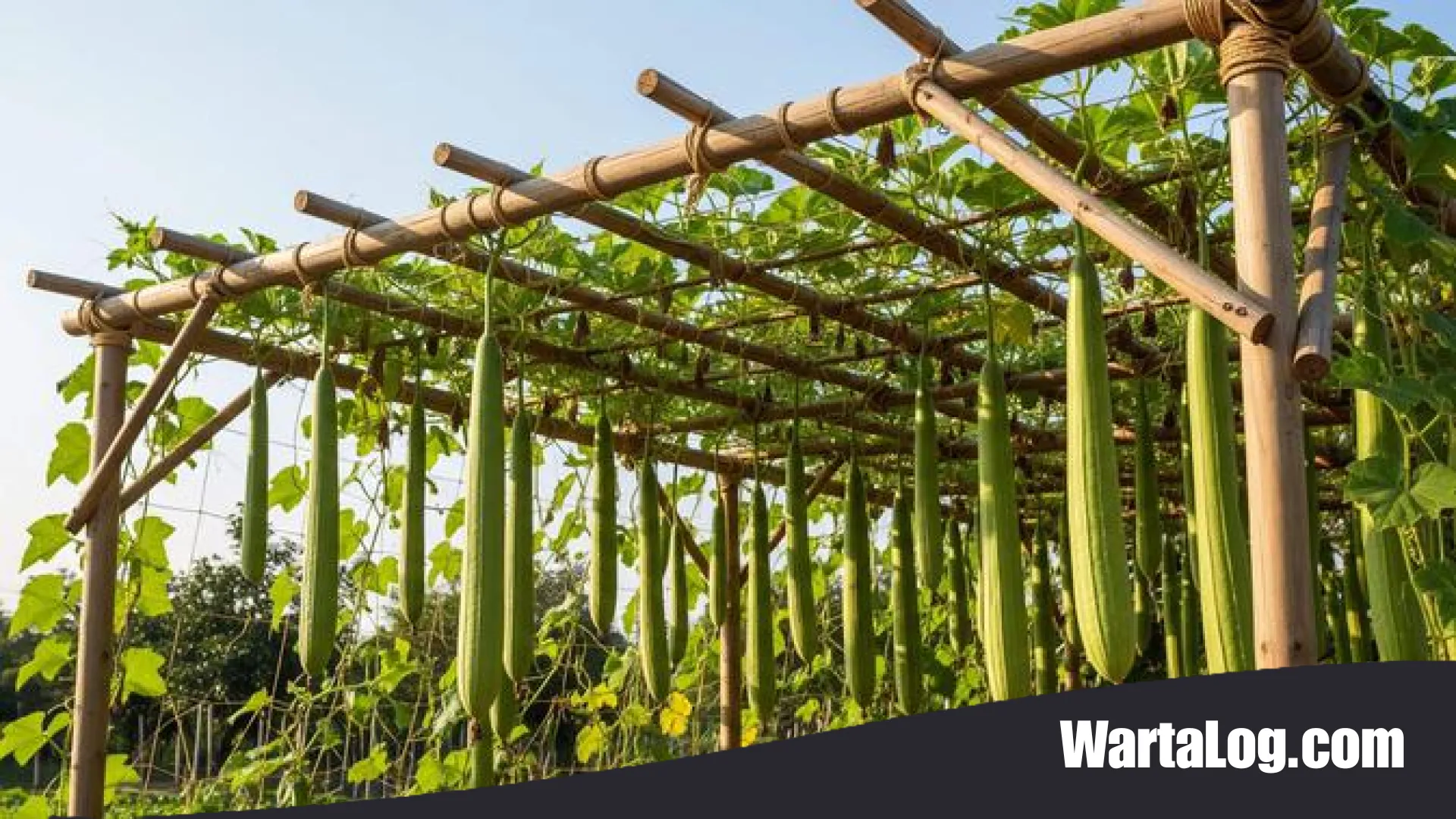 7 Cara Membuat Rambatan Tanaman Sederhana dan Hemat Biaya: Panduan Praktis Berkebun Mandiri