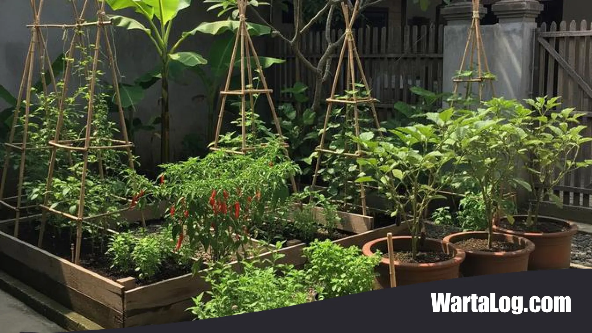 Strategi Berkebun di Musim Kemarau: 10 Jenis Sayuran Tangguh yang Hemat Air dan Tetap Produktif