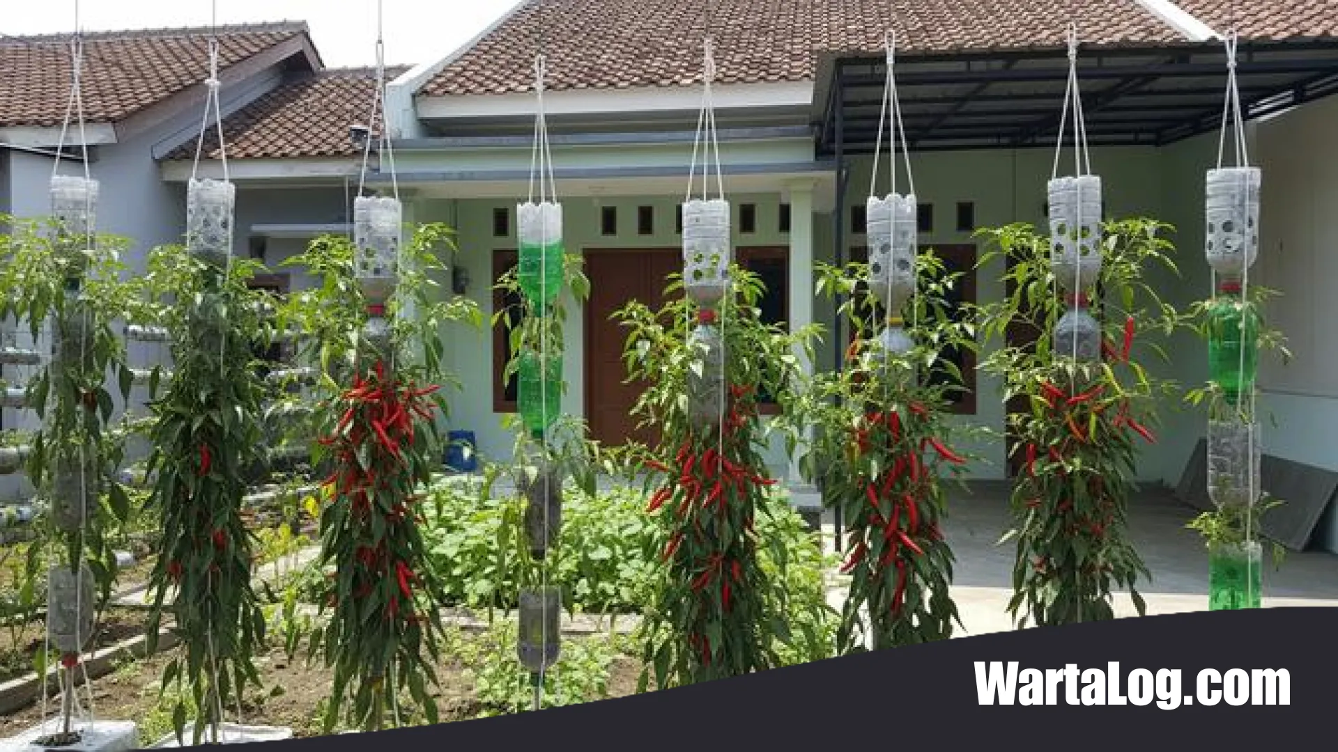 Rahasia Sukses Cabai Gantung Tetap Segar dan Berbuah Lebat di Tengah Cuaca Panas Ekstrem