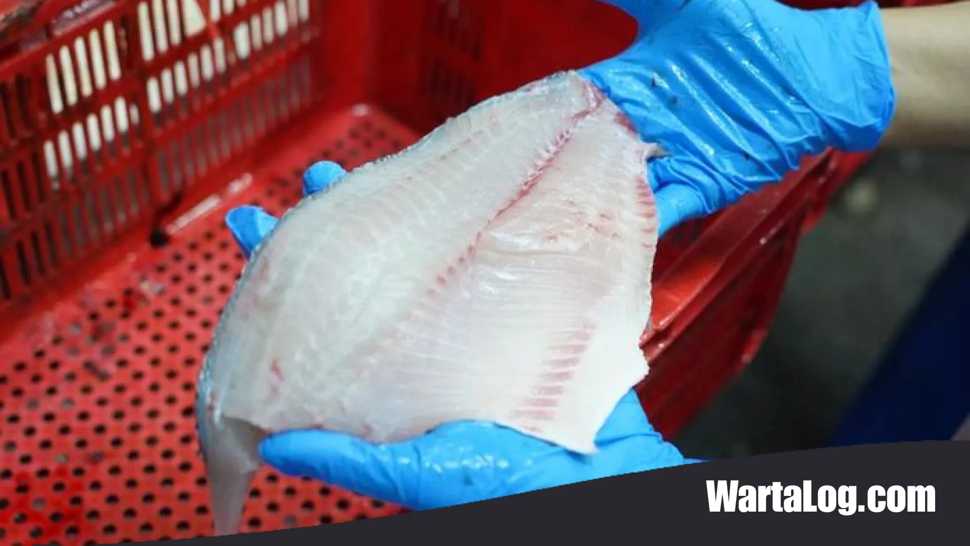 Diplomasi Tilapia: Strategi Indonesia Menguasai Pasar Perikanan Eropa dan Amerika Serikat