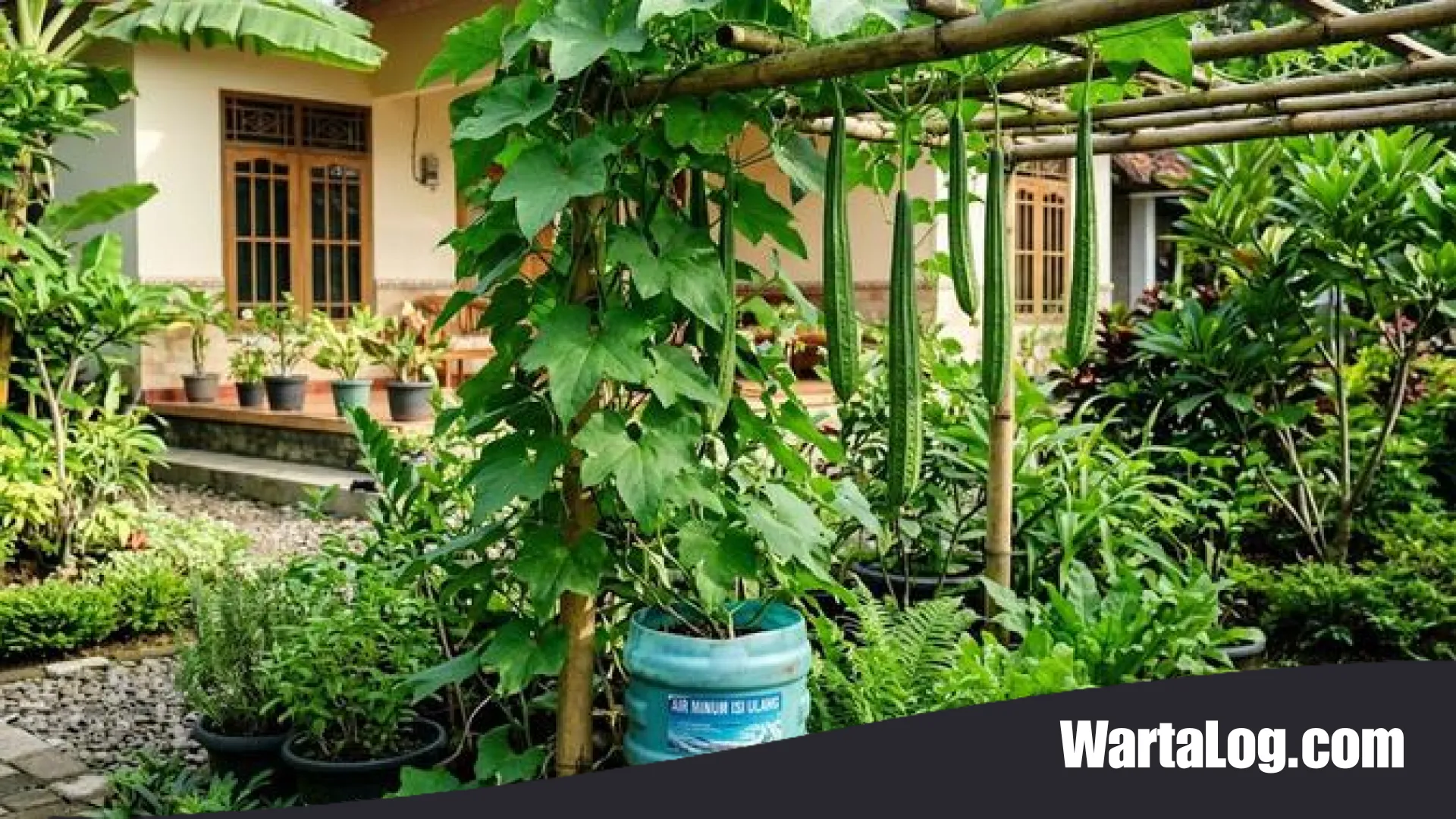 Panduan Praktis Menanam Oyong di Galon Bekas: Solusi Kebun Mandiri yang Subur dan Hemat Lahan