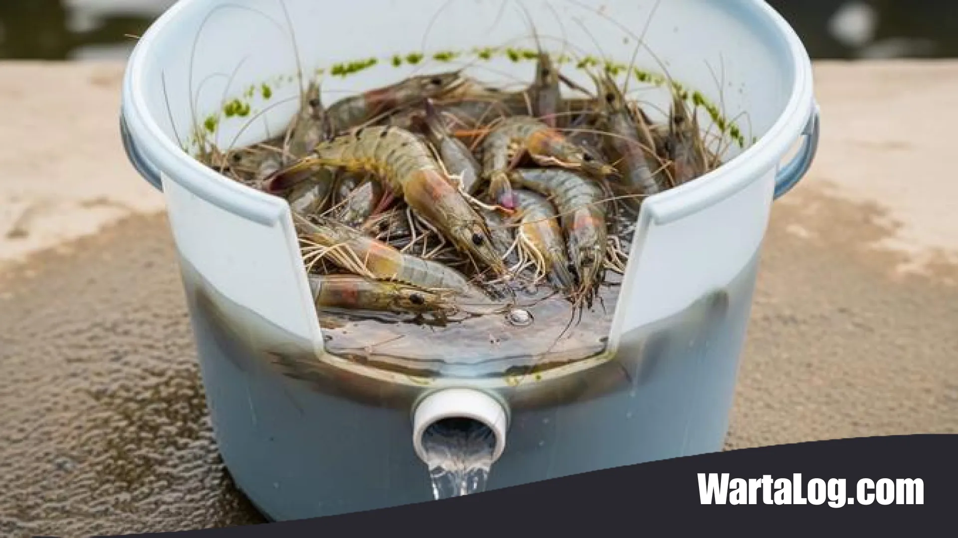 Cara Ternak Udang di Ember: Solusi Cerdas Budidaya di Lahan Sempit untuk Pemula