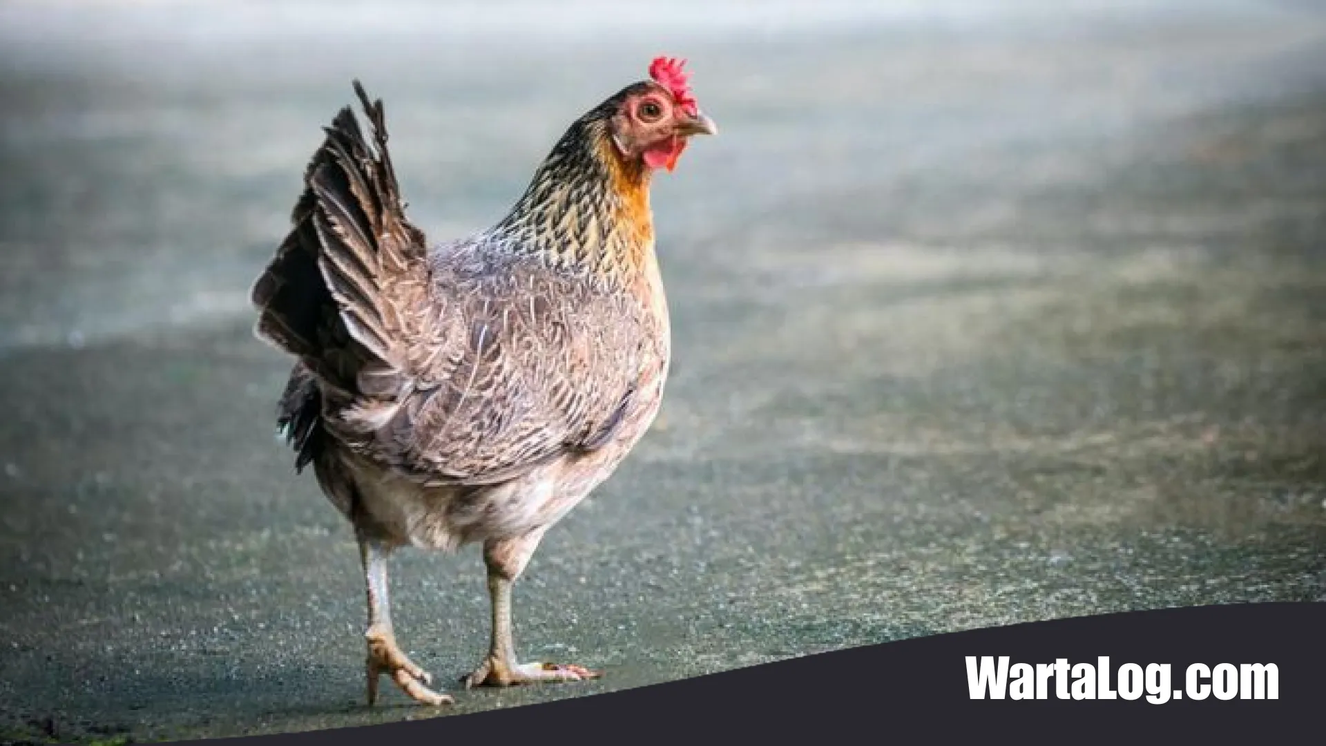 Arogansi Berujung Petaka: Kisah Komandan Romawi yang Kalah Perang Akibat Mengabaikan Ramalan Ayam