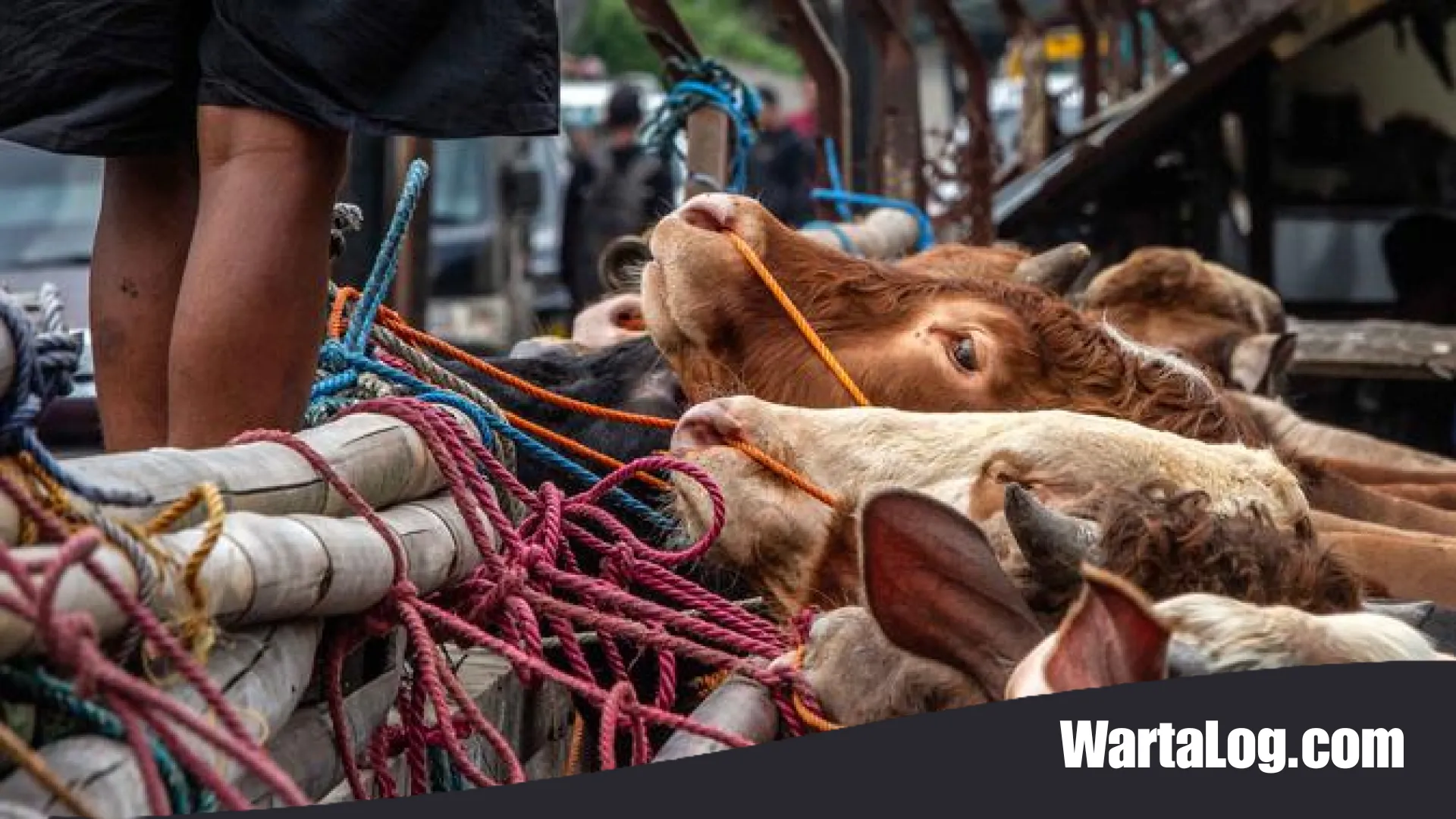 Panduan Lengkap Memilih Hewan Kurban Terbaik: Tips Rahasia dari Peternak Agar Ibadah Maksimal