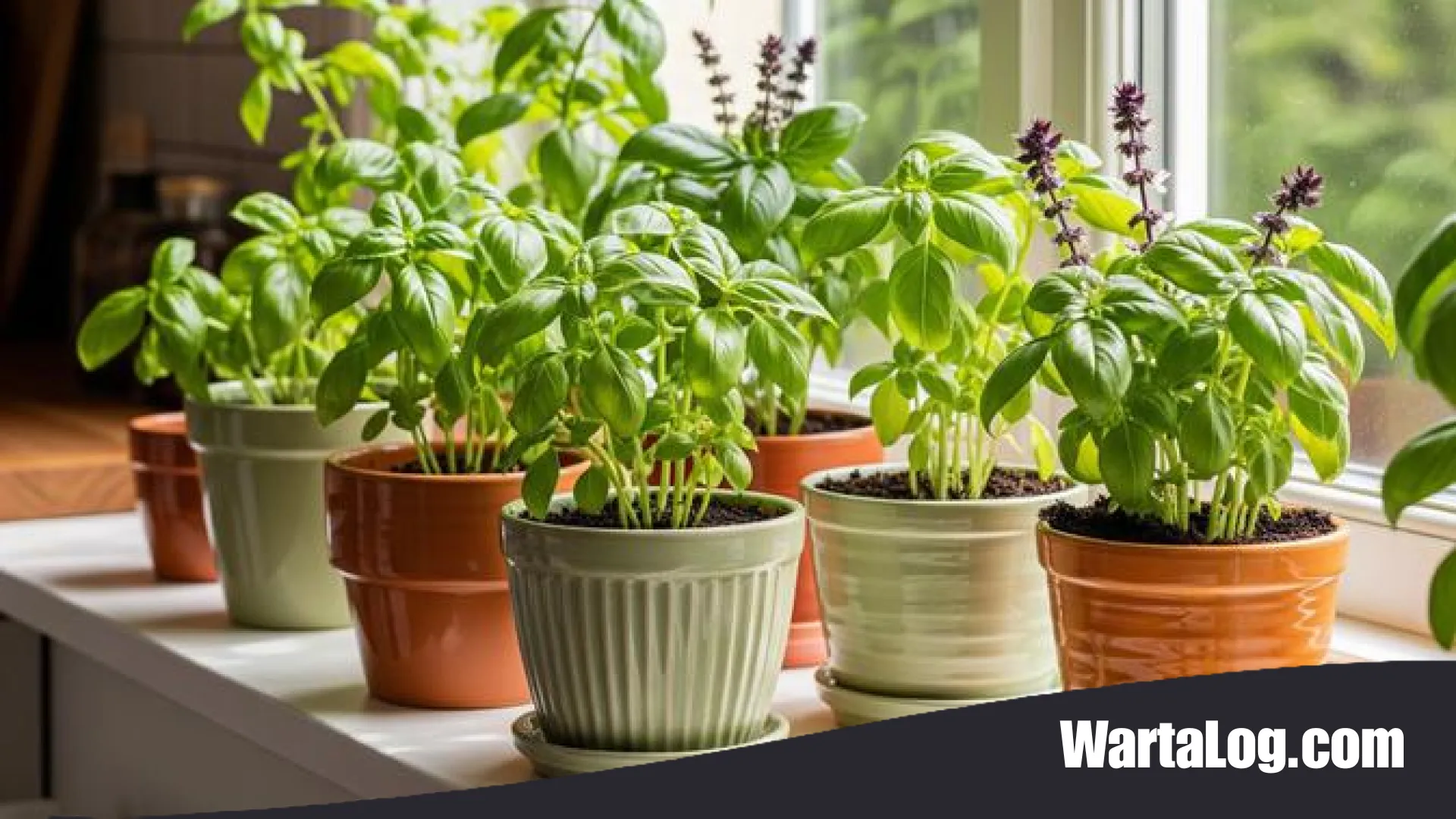 Solusi Segar di Lahan Sempit: Panduan Lengkap Membuat Kebun Basil Mini di Jendela Dapur ala WartaLog