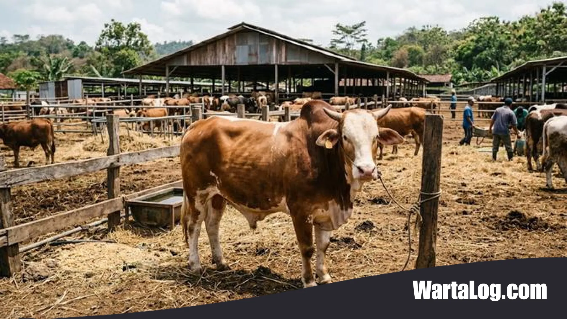 Update Harga Hewan Kurban 2026: Panduan Lengkap Sapi dan Kambing serta Tips Memilih Hewan Sesuai Syariat