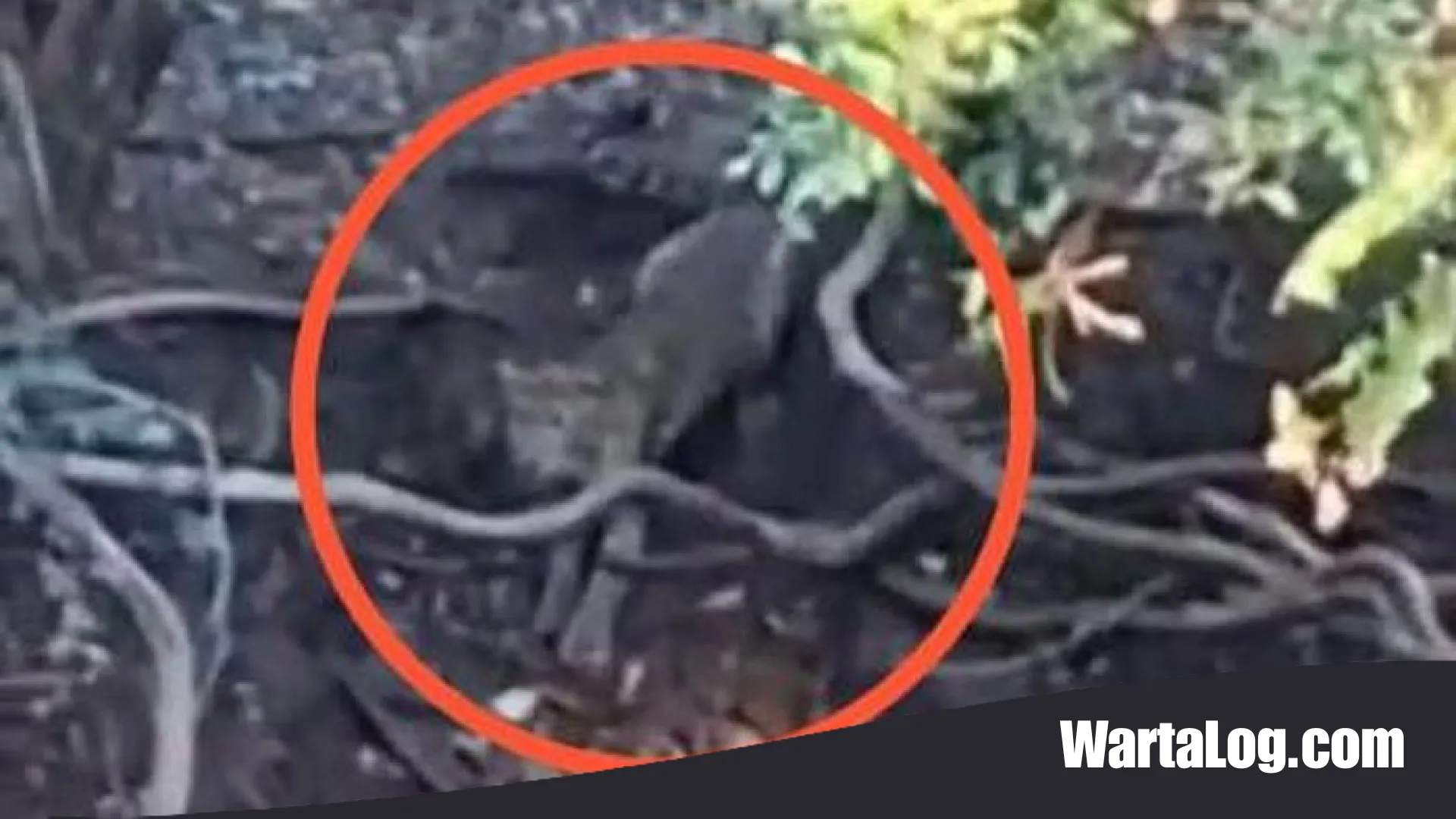Heboh Penampakan Macan di Hutan Cangar Batu: Antara Mitos, Konten Viral, dan Fakta Ekosistem Tahura