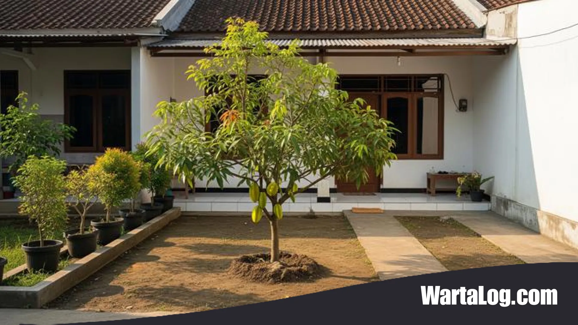 10 Tanaman Buah Estetik untuk Halaman Bersih: Teduh, Berbuah Lebat, dan Minim Perawatan