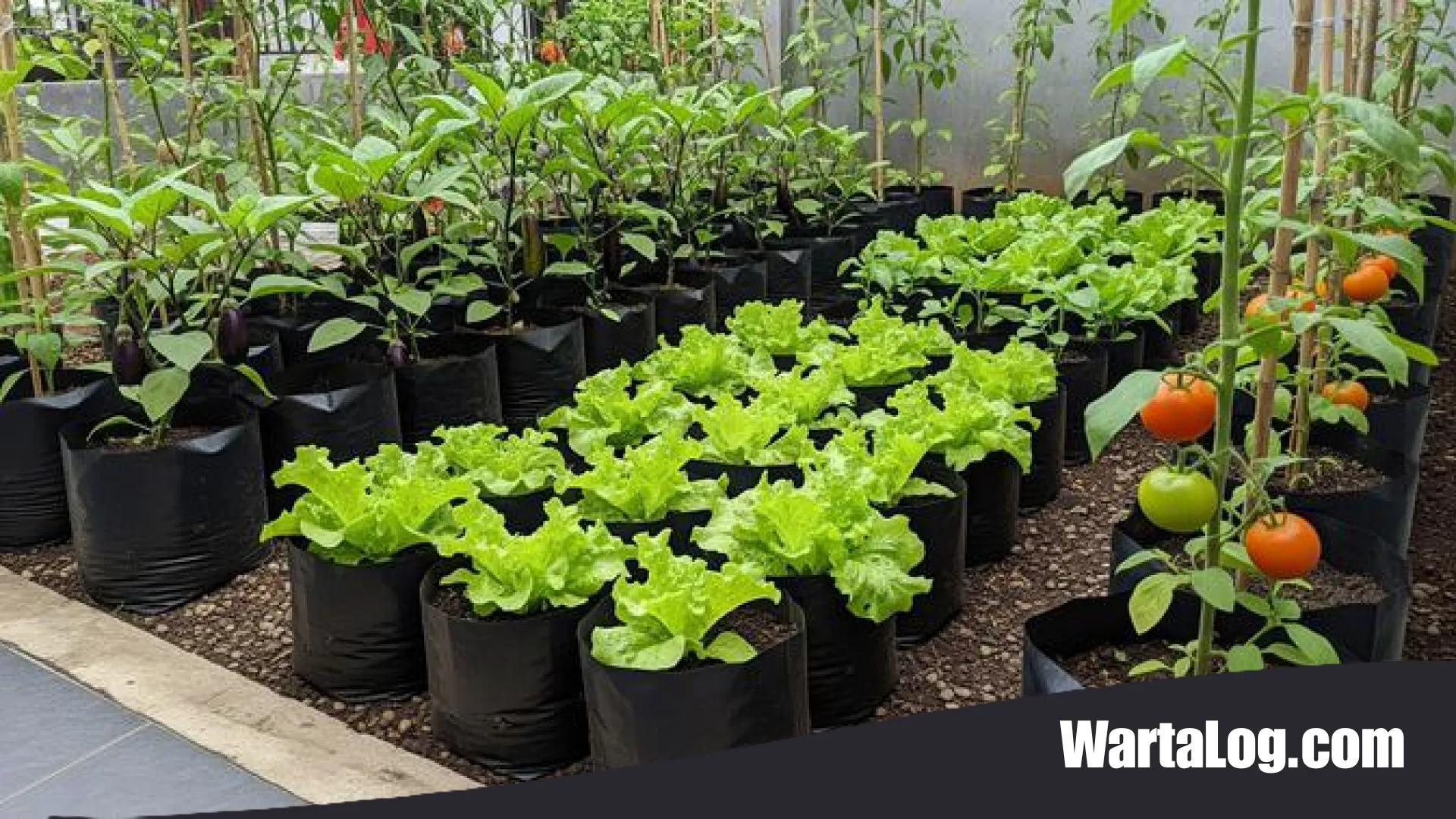Rahasia Sukses Urban Farming: Mengapa Sayuran di Polybag Sering Tumbuh Kerdil dan Kurus?