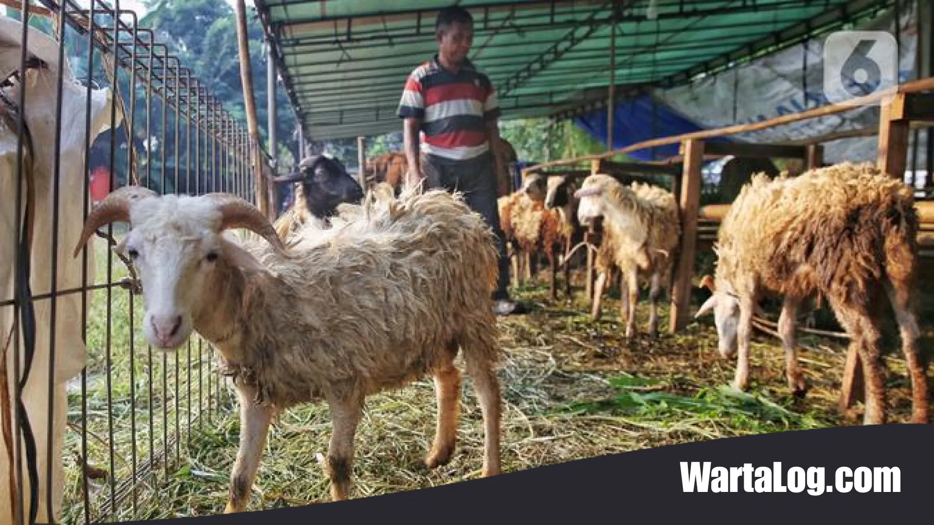 75+ Inspirasi Ucapan Idul Adha 2026: Pesan Penuh Makna, Doa, dan Harapan untuk Orang Tercinta