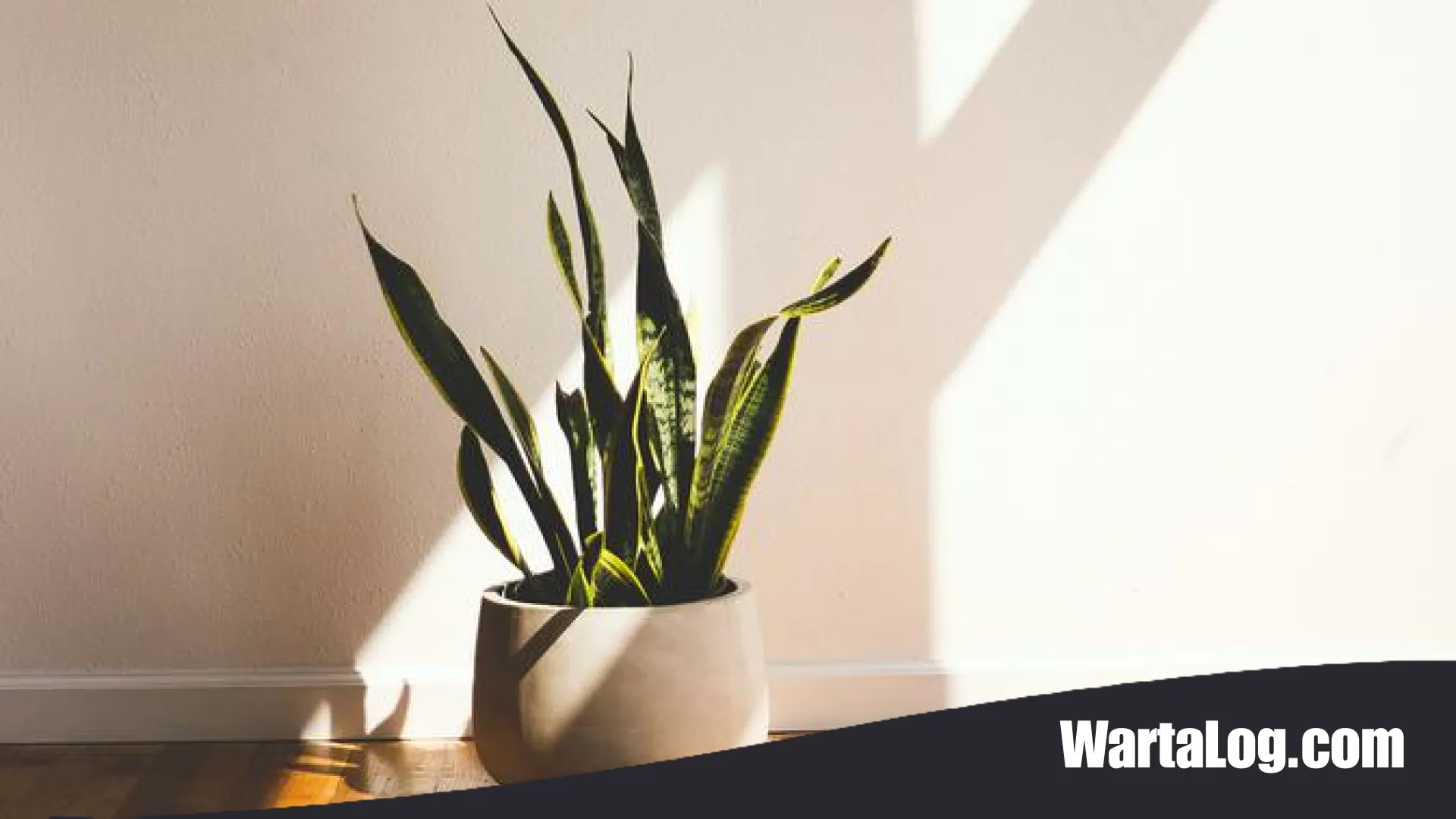 Solusi Hijau Tanpa Ribet: 6 Tanaman Indoor Minim Perawatan untuk Ruangan Estetik dan Segar