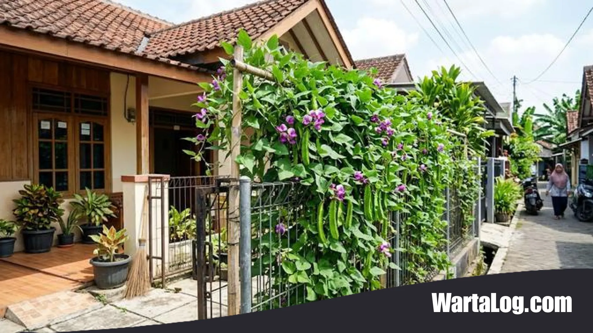 Solusi Cerdas Urban Farming: 7 Inspirasi Kebun Kecipir Rambat di Lahan Sempit dari Tanam Hingga Panen
