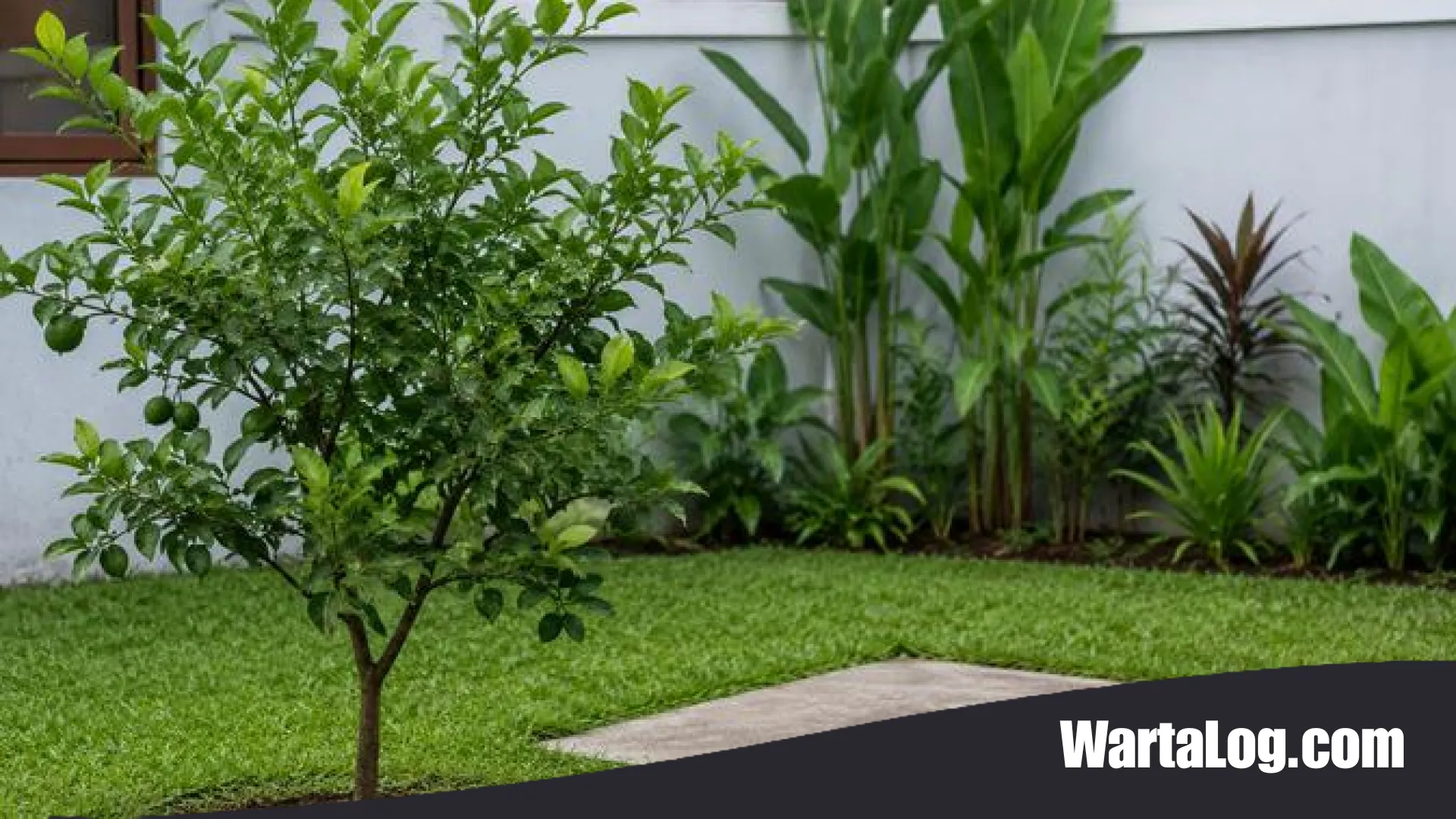 Strategi Hijau di Lahan Terbatas: Memilih Pohon Buah yang Ramah bagi Keamanan Septic Tank
