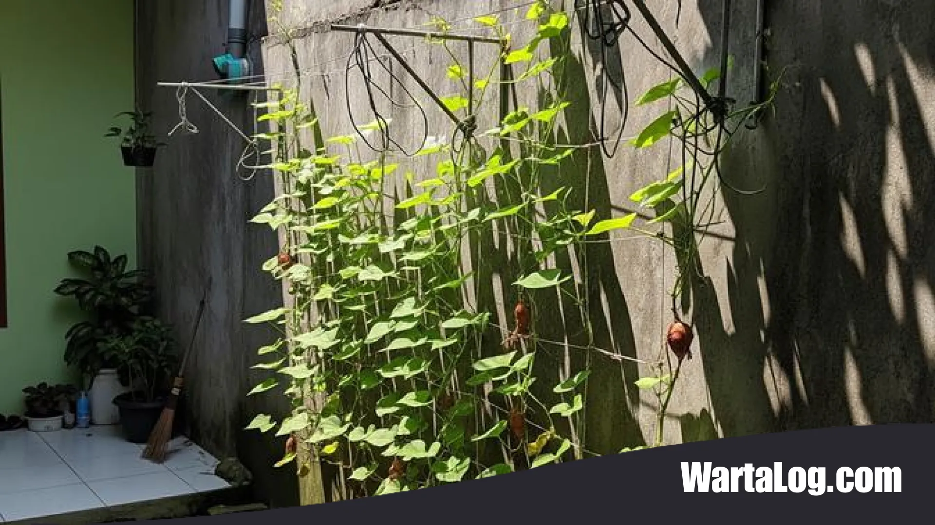 9 Inovasi Kebun Ubi Rambat dari Kawat Bekas Jemuran: Solusi Cerdas Urban Farming yang Estetik