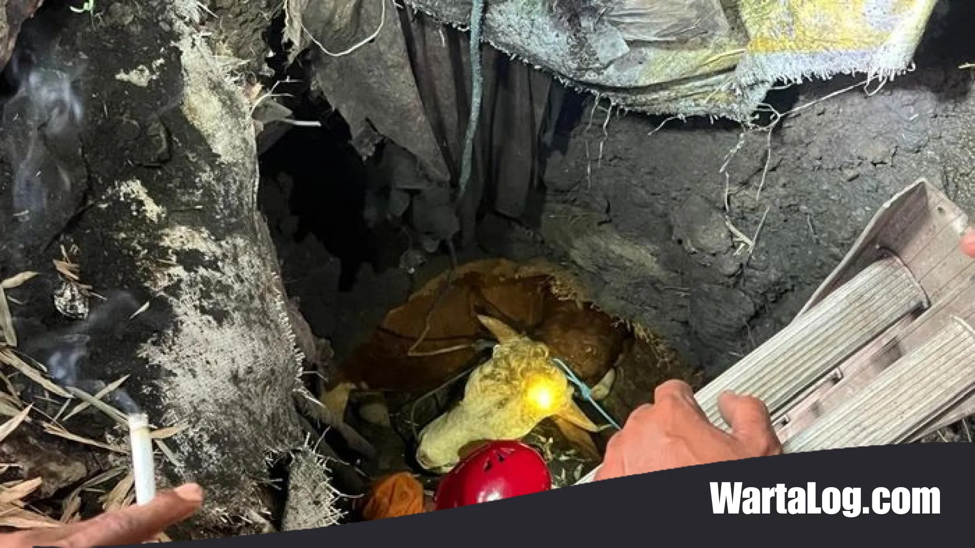 Dramatis! Perjuangan Tim Damkar Mojokerto Evakuasi Sapi Kurban dari Septic Tank Sedalam 6 Meter