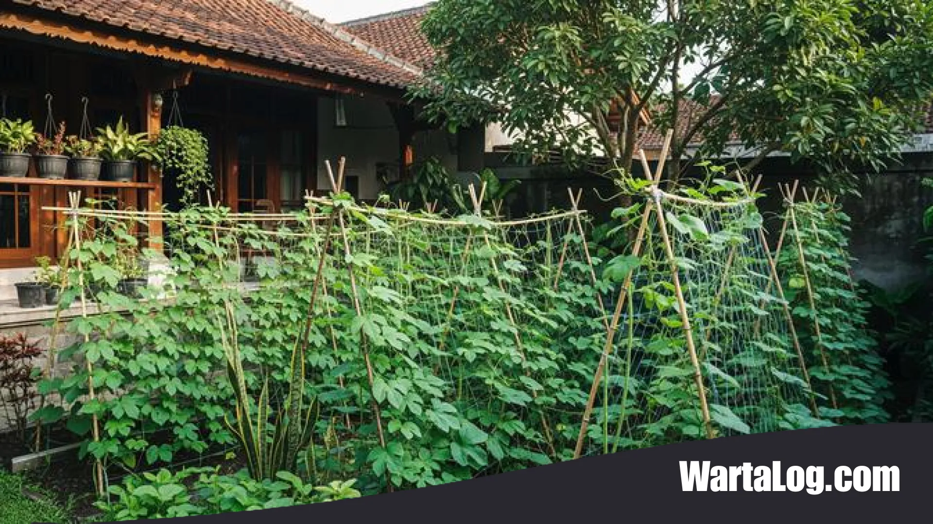Inspirasi 10 Model Kebun Sayur Rambat: Ubah Halaman Sempit Jadi Oasis Hijau yang Estetik dan Produktif
