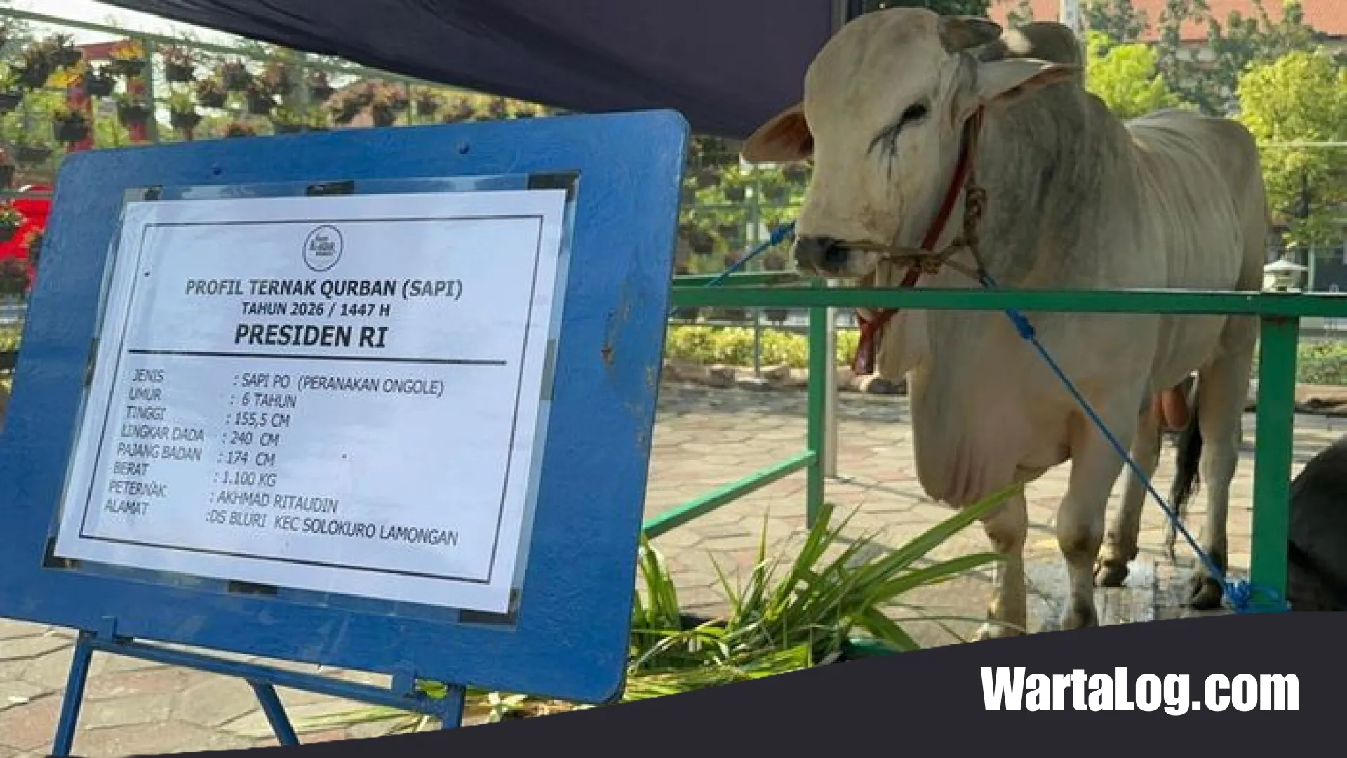 Polemik Sapi Kurban Presiden dari APBN, Gerindra: Inilah Bentuk Kehadiran Negara untuk Rakyat