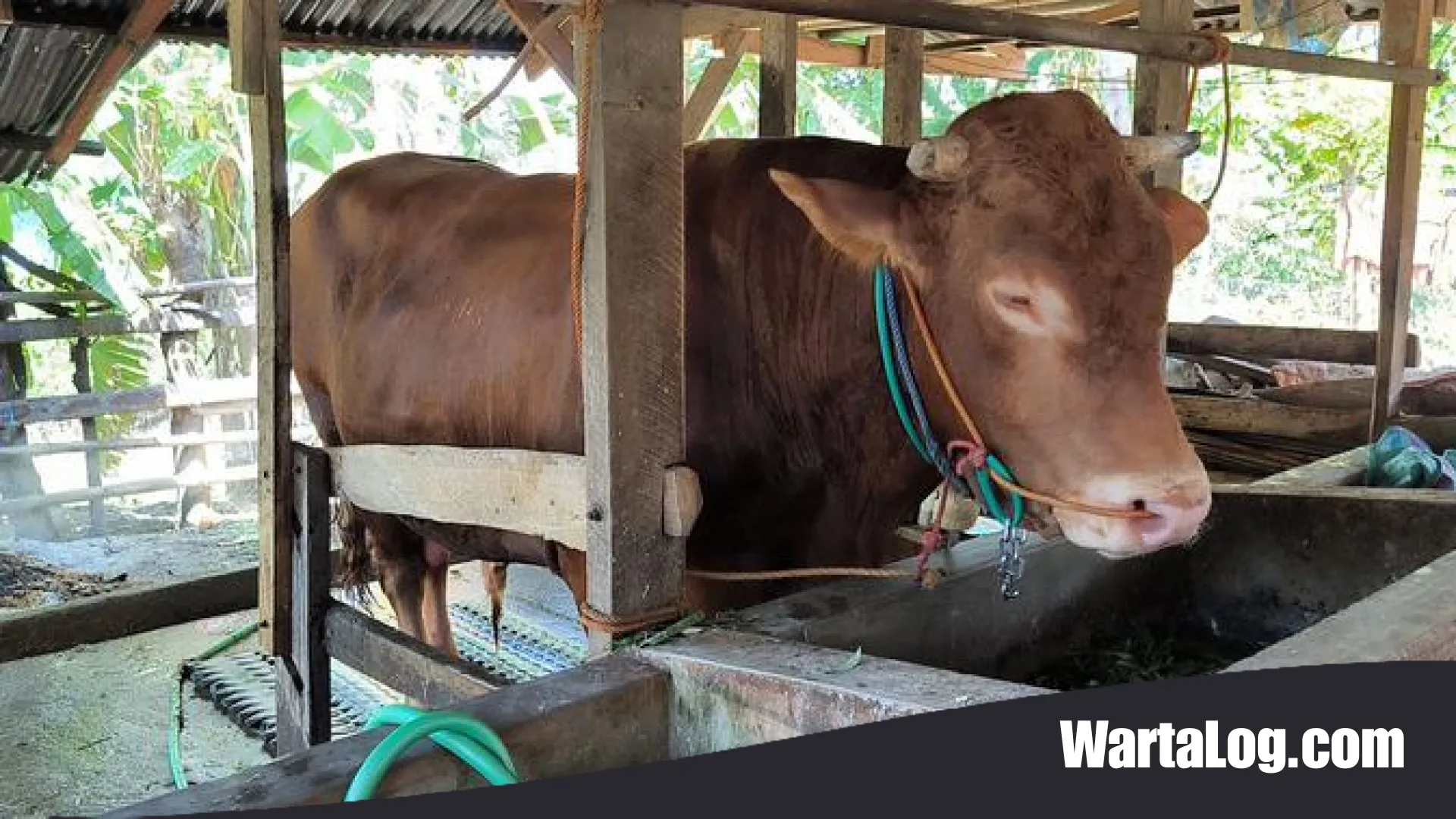 Fenomena Disinformasi Hari Raya: Menakar Fakta di Balik Hoaks Hewan Kurban yang Meresahkan