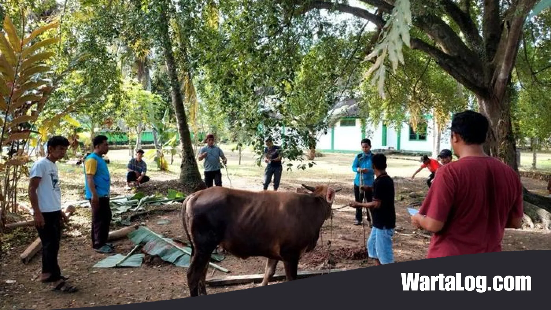 Gema Idul Adha 1447 H: Kemensos Tebar 295 Hewan Kurban sebagai Manifestasi Kepedulian Sosial