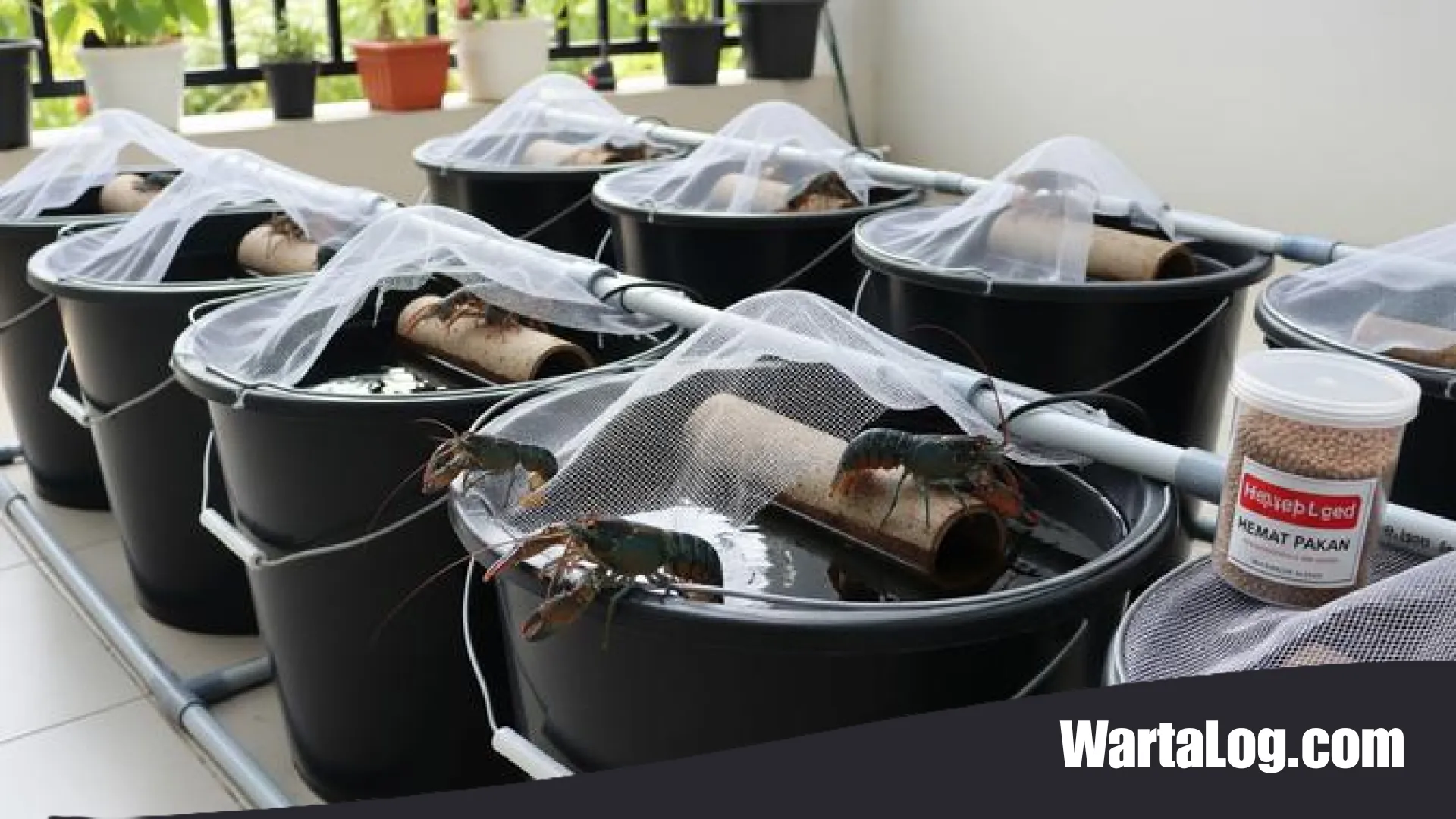 9 Ide Ternak di Ember yang Hemat Air dan Pakan: Solusi Kreatif Cuan di Lahan Sempit