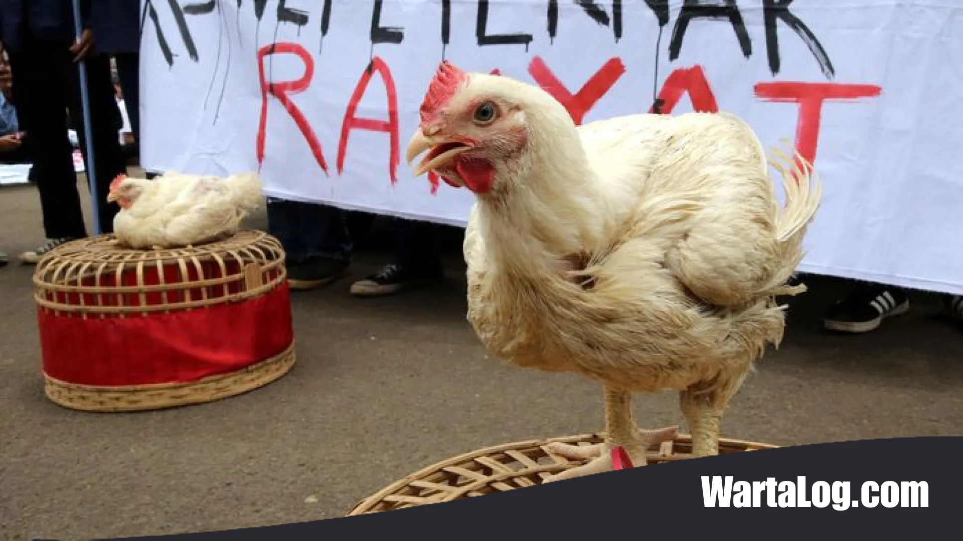 Jeritan Peternak Mandiri: Saat Harga Ayam Hidup Terjun Bebas dan Intervensi Darurat Pemerintah