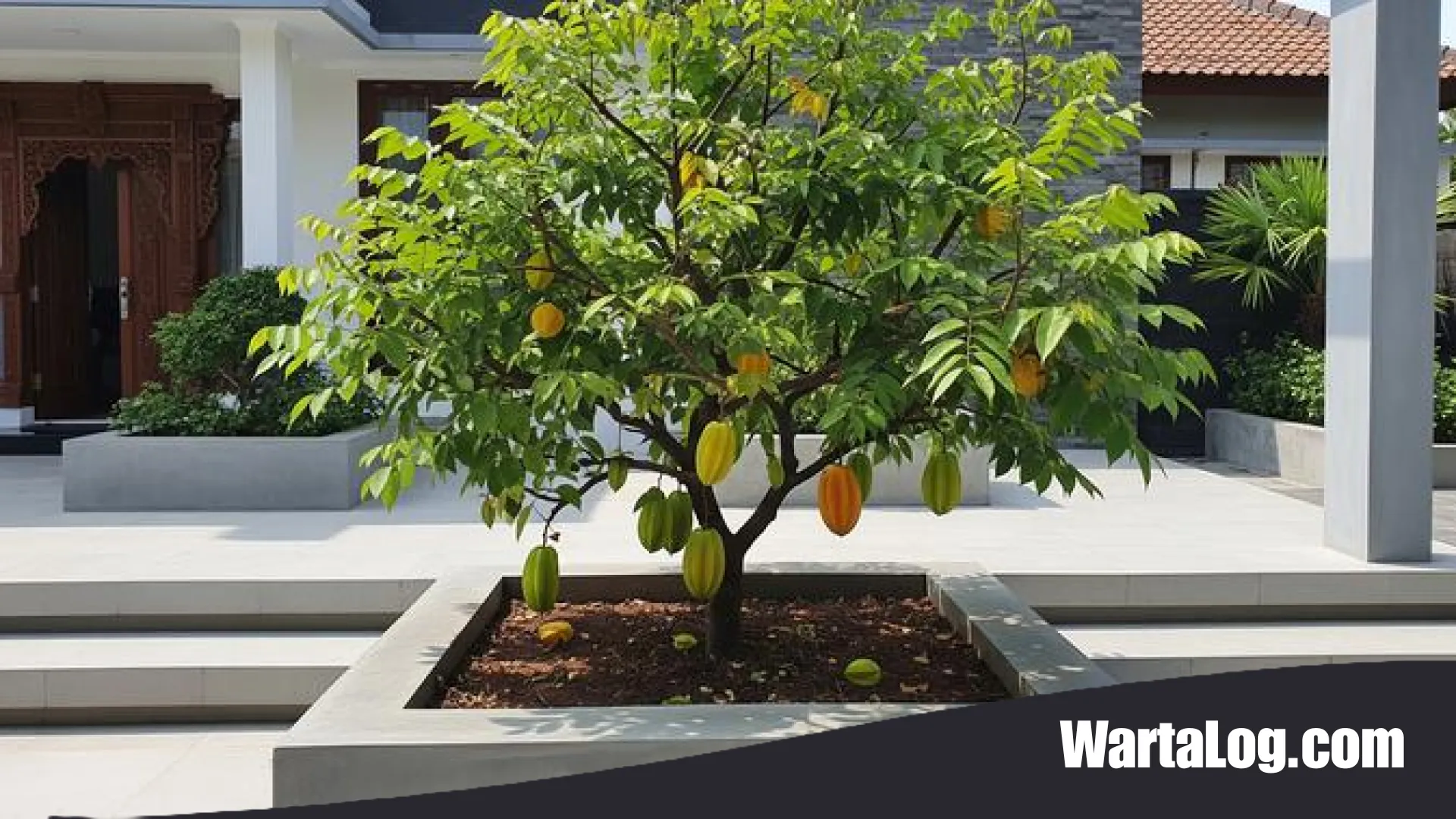 Menanam Harapan di Lahan Sempit: 10 Jenis Pohon Buah yang Tetap Produktif di Halaman Cor Beton