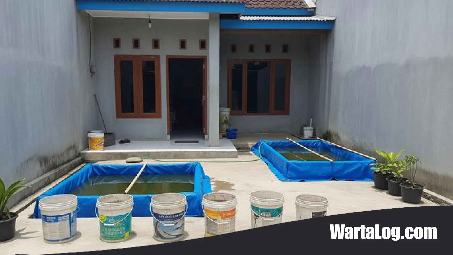 Budidaya Lele di Halaman Full Cor: Strategi Urban Farming Modern untuk Panen Melimpah di Lahan Sempit