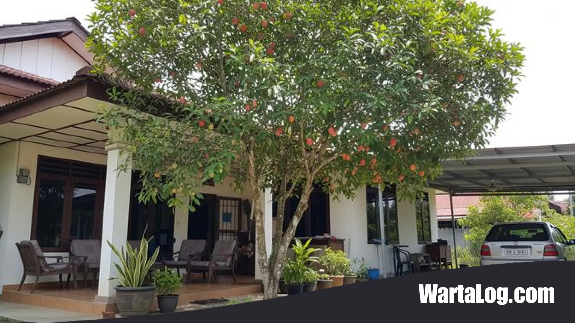 8 Pohon Buah Berakar Ramah Fondasi: Ciptakan Keteduhan di Teras dan Carport Tanpa Merusak Bangunan