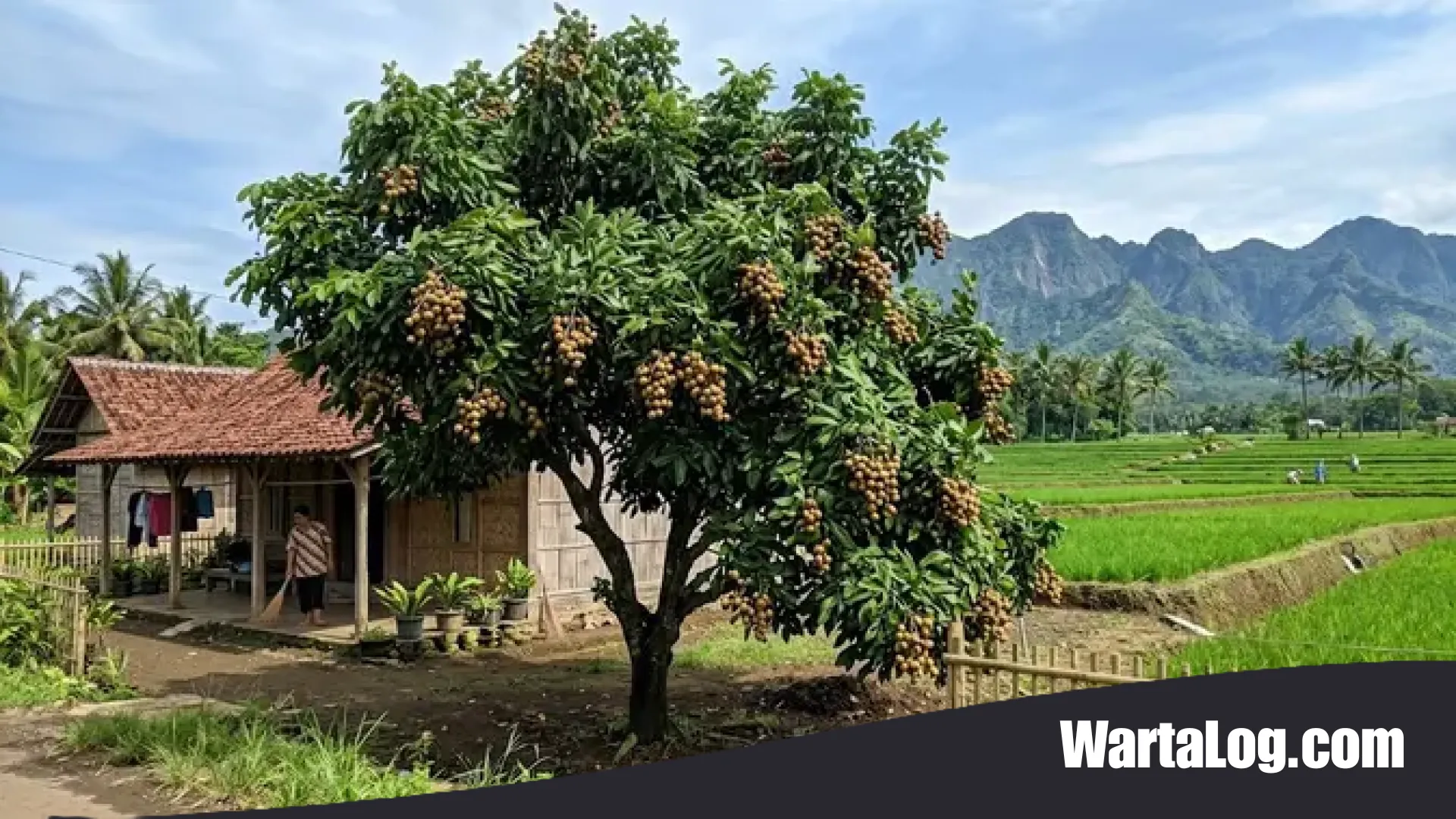 Menantang Angin: 11 Pohon Buah Paling Tangguh untuk Hunian di Samping Sawah