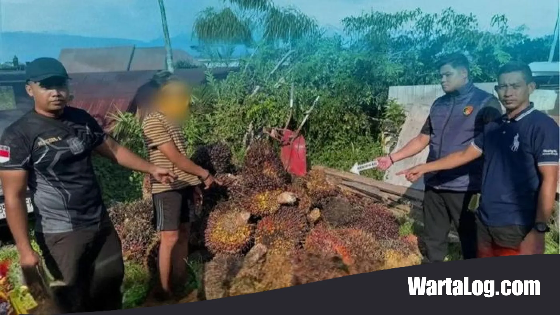 Kisah Unik Pencuri Sawit di Kotim: Rencana Gondol 1,6 Ton Kandas Gara-Gara Ketiduran di Lokasi Kejadian