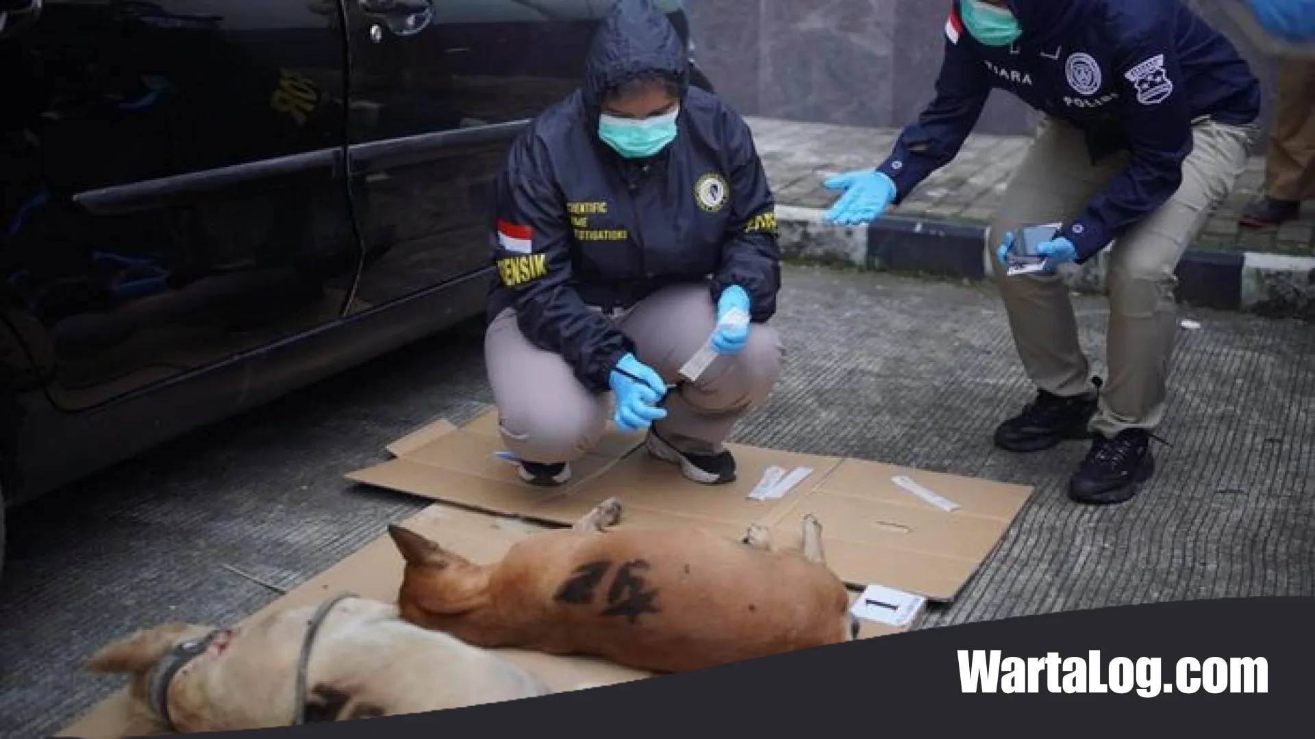 Tragedi Maut di Jasinga: Fakta Memilukan di Balik Tewasnya Bocah dan Misteri Matinya 4 Anjing Pemburu