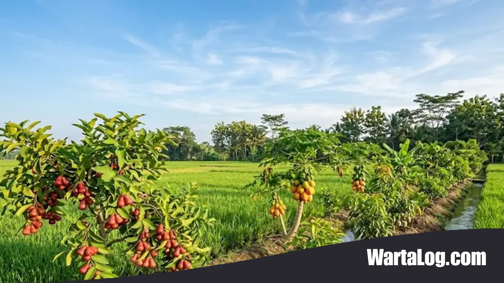 Strategi Diversifikasi Sawah: Daftar Pohon Buah Berbuah Cepat untuk Hasil Berlipat