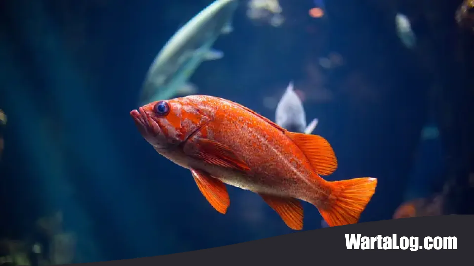 Panduan Lengkap Memilih Jenis Ikan Air Tawar yang Tangguh Menghadapi Cuaca Ekstrem