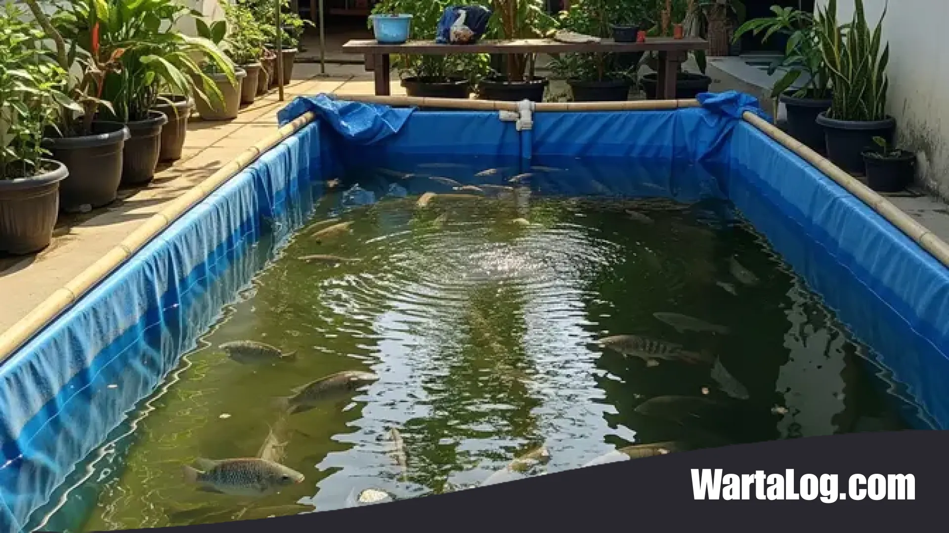 13 Jenis Ikan Konsumsi untuk Budidaya di Halaman Rumah: Solusi Cerdas Hadapi Lonjakan Harga Pangan