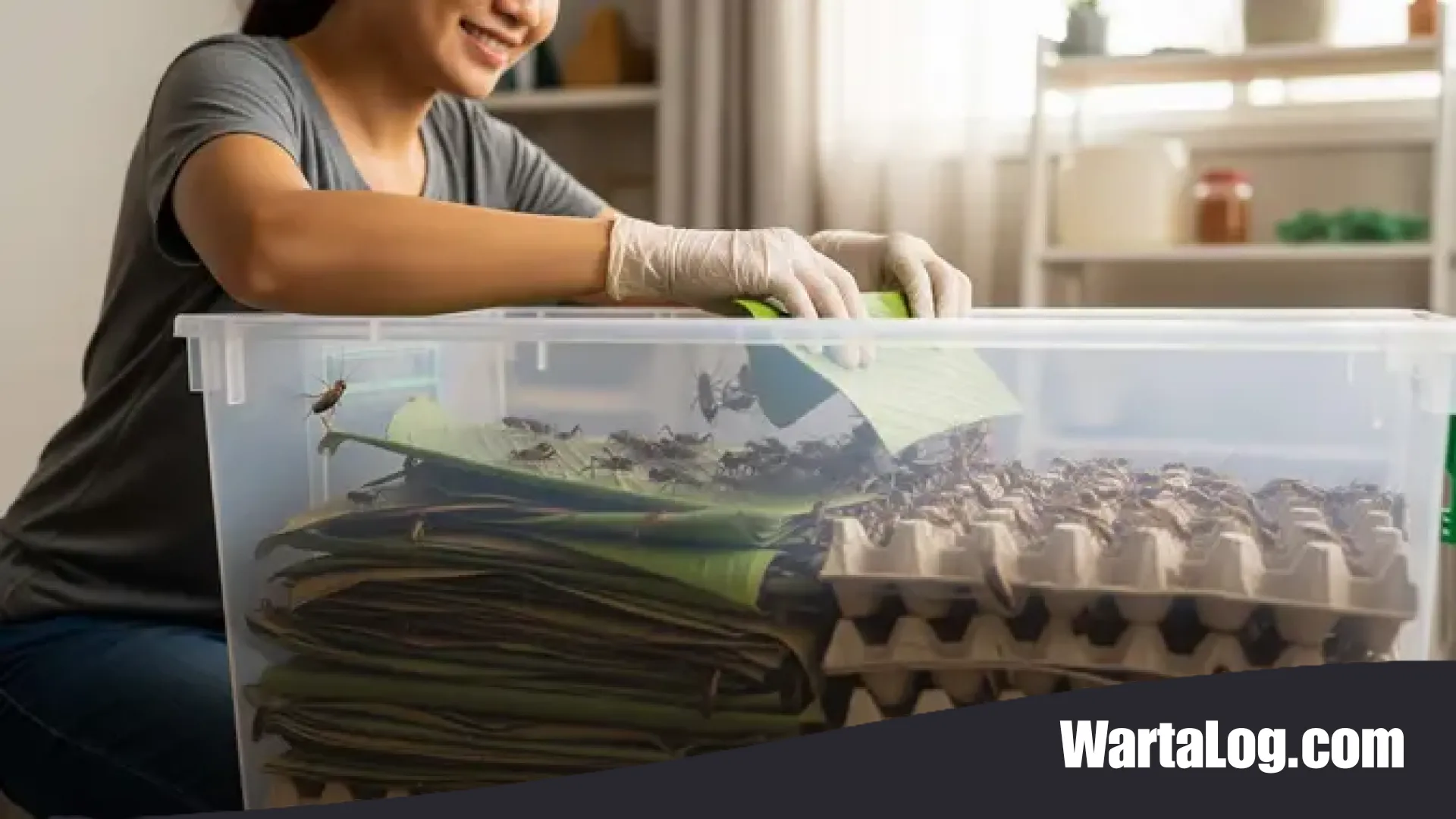 Peluang Emas dari Lahan Sempit: 7 Ide Ternak Praktis di Box Plastik untuk Ibu Rumah Tangga Modern